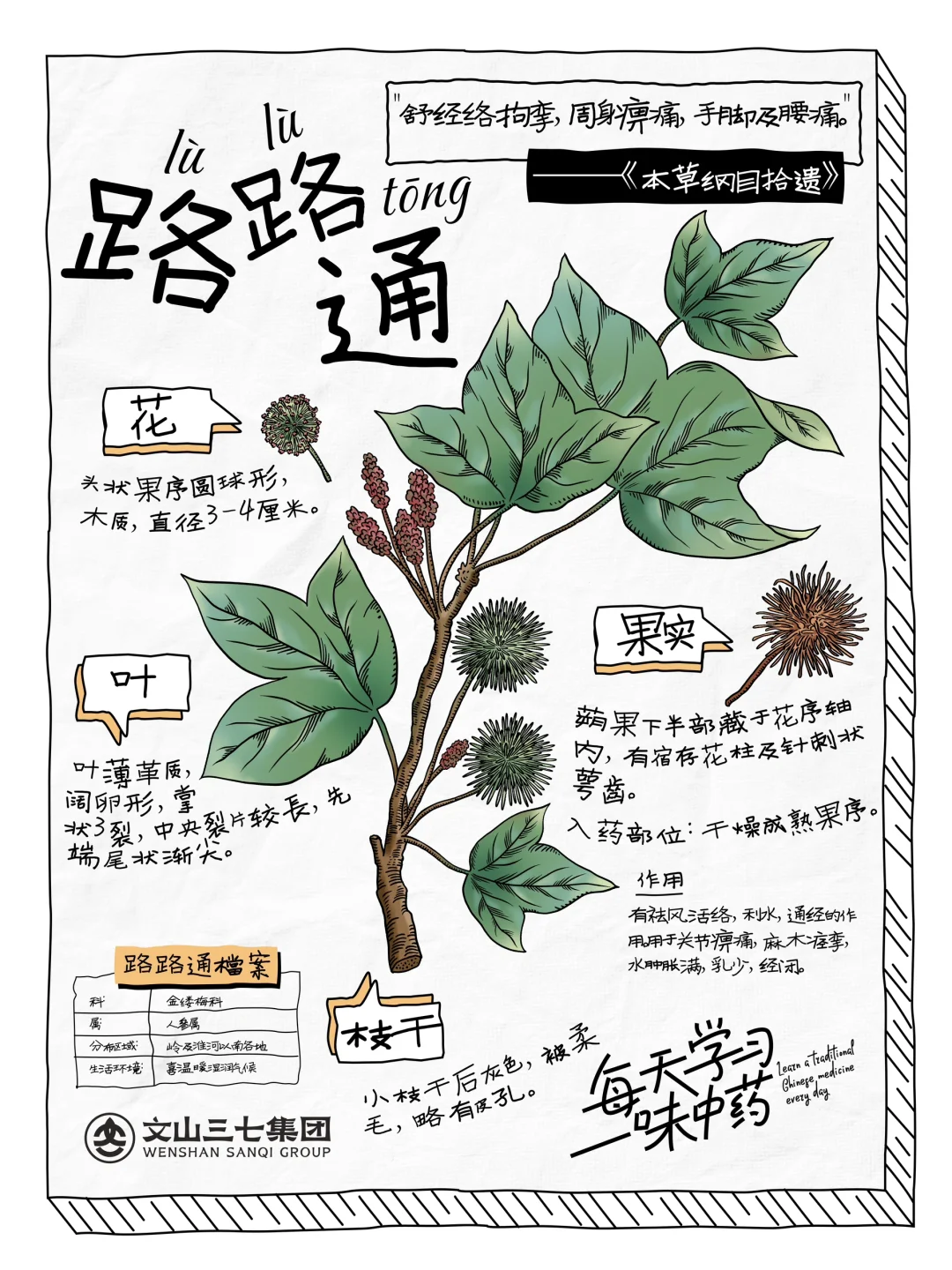 👉每天学习一位味中药|路路通