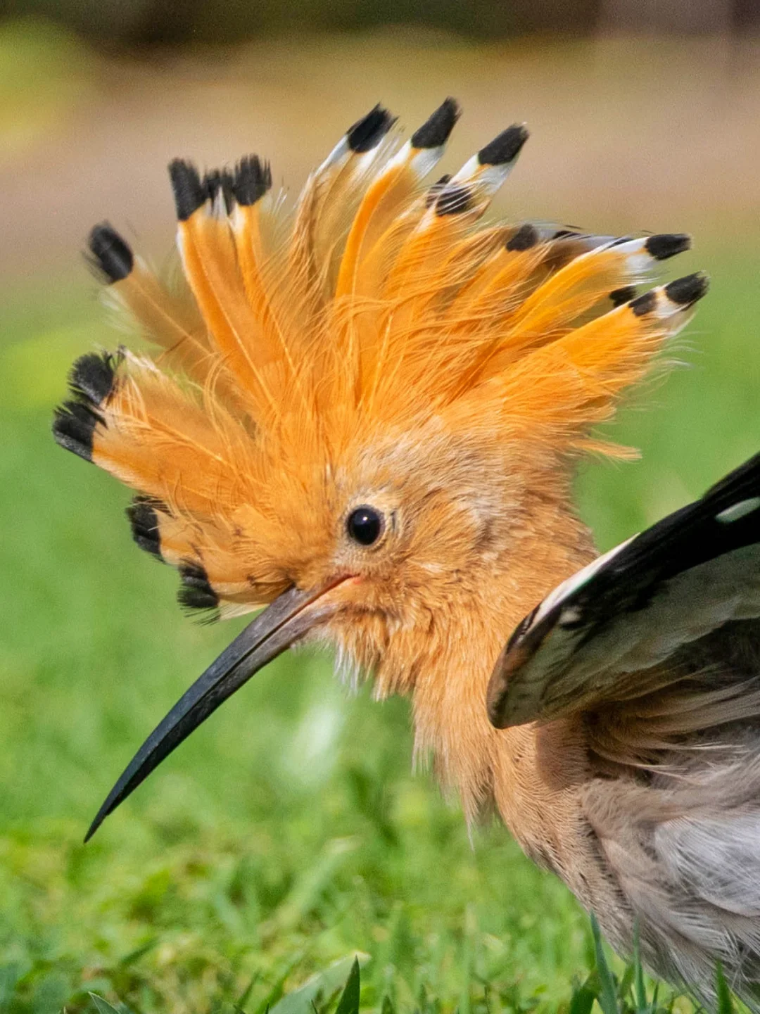 戴胜的头炸裂了！