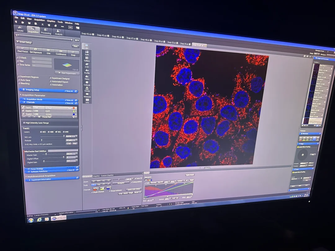 悬浮细胞贴壁细胞染色共聚焦拍摄protocol