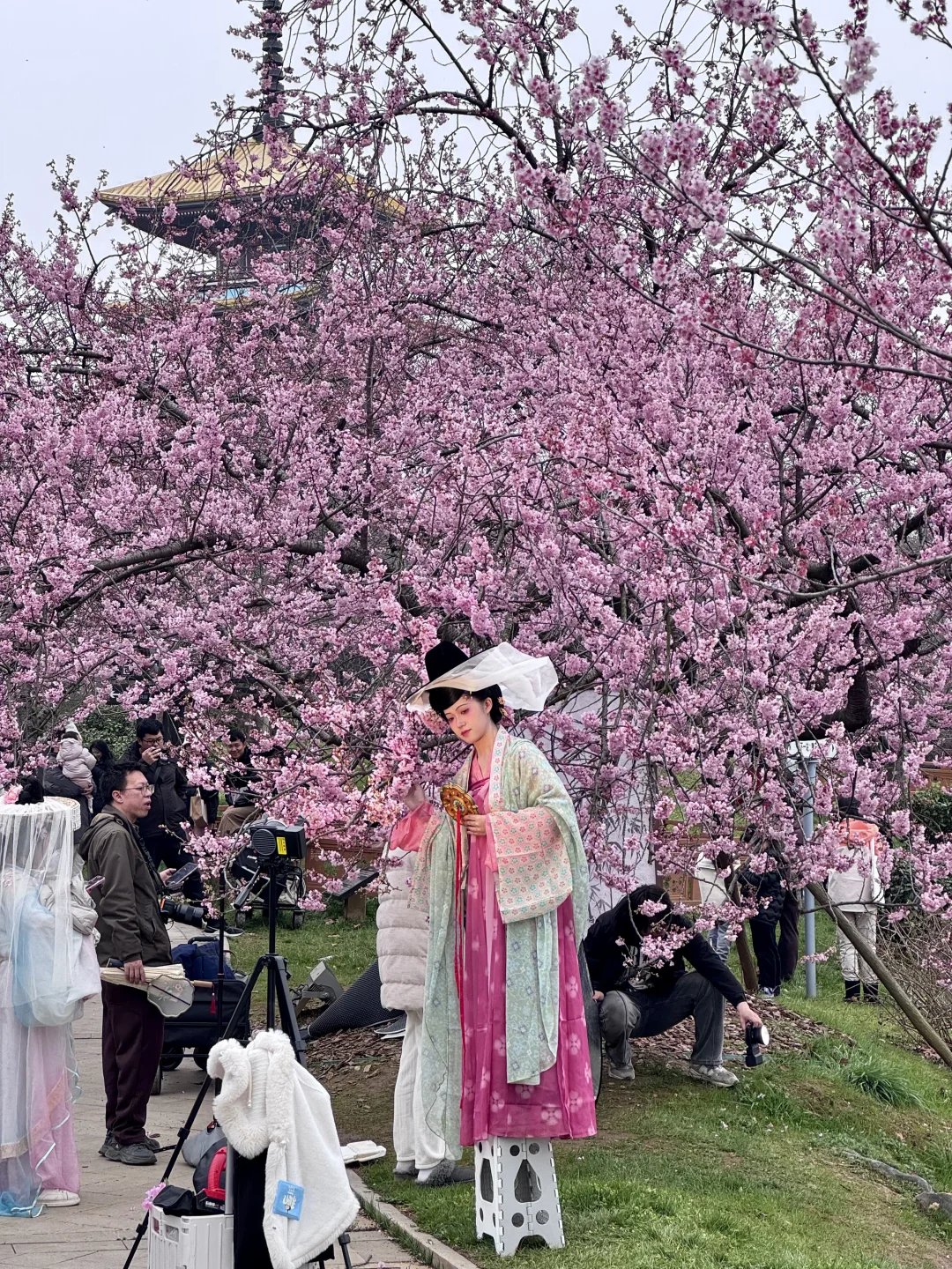 武汉东湖早樱2.27实况｜免费速冲‼️‼️