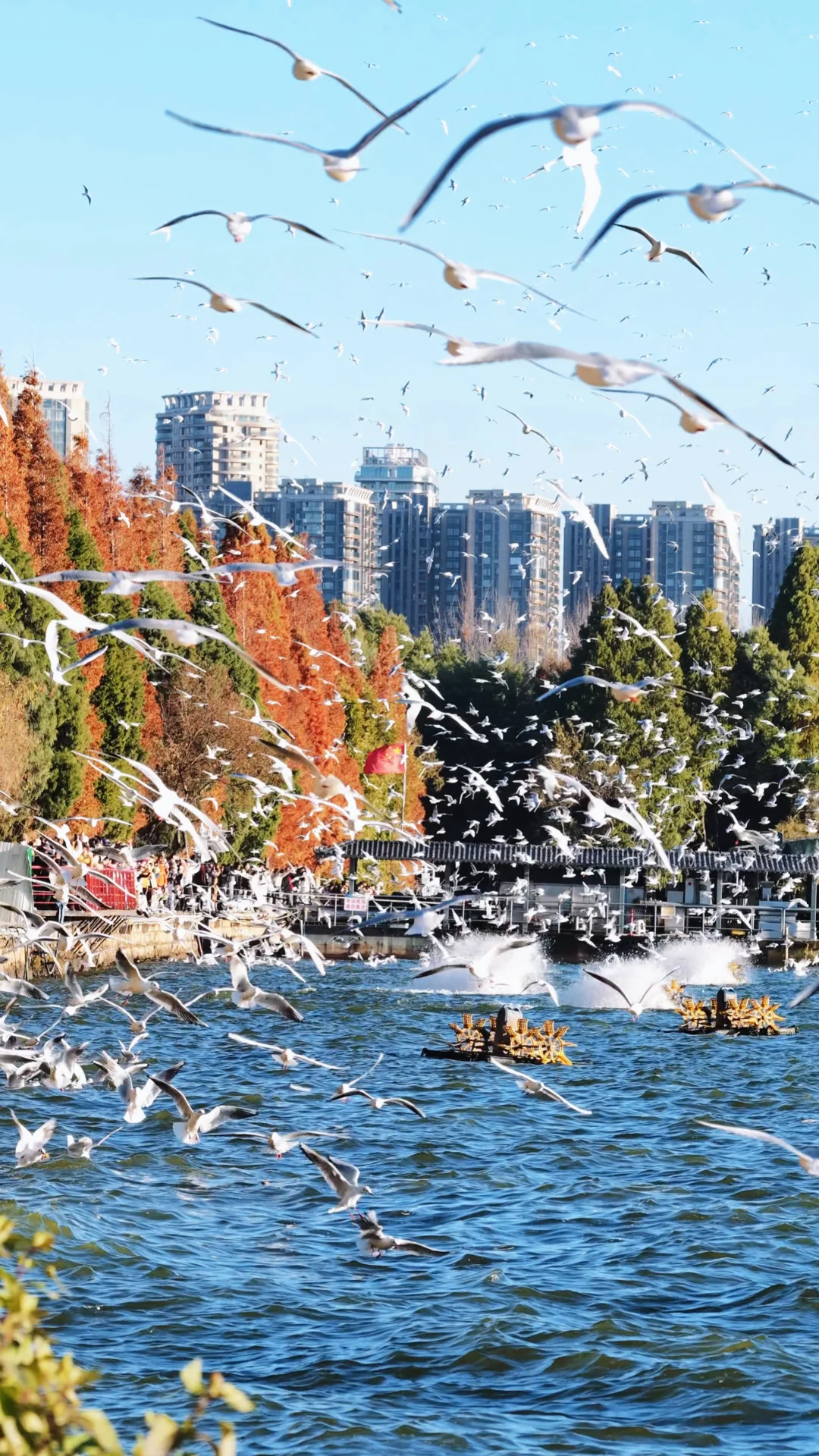 只能用震撼来形容昆明的海鸥🪽附打卡攻略📜