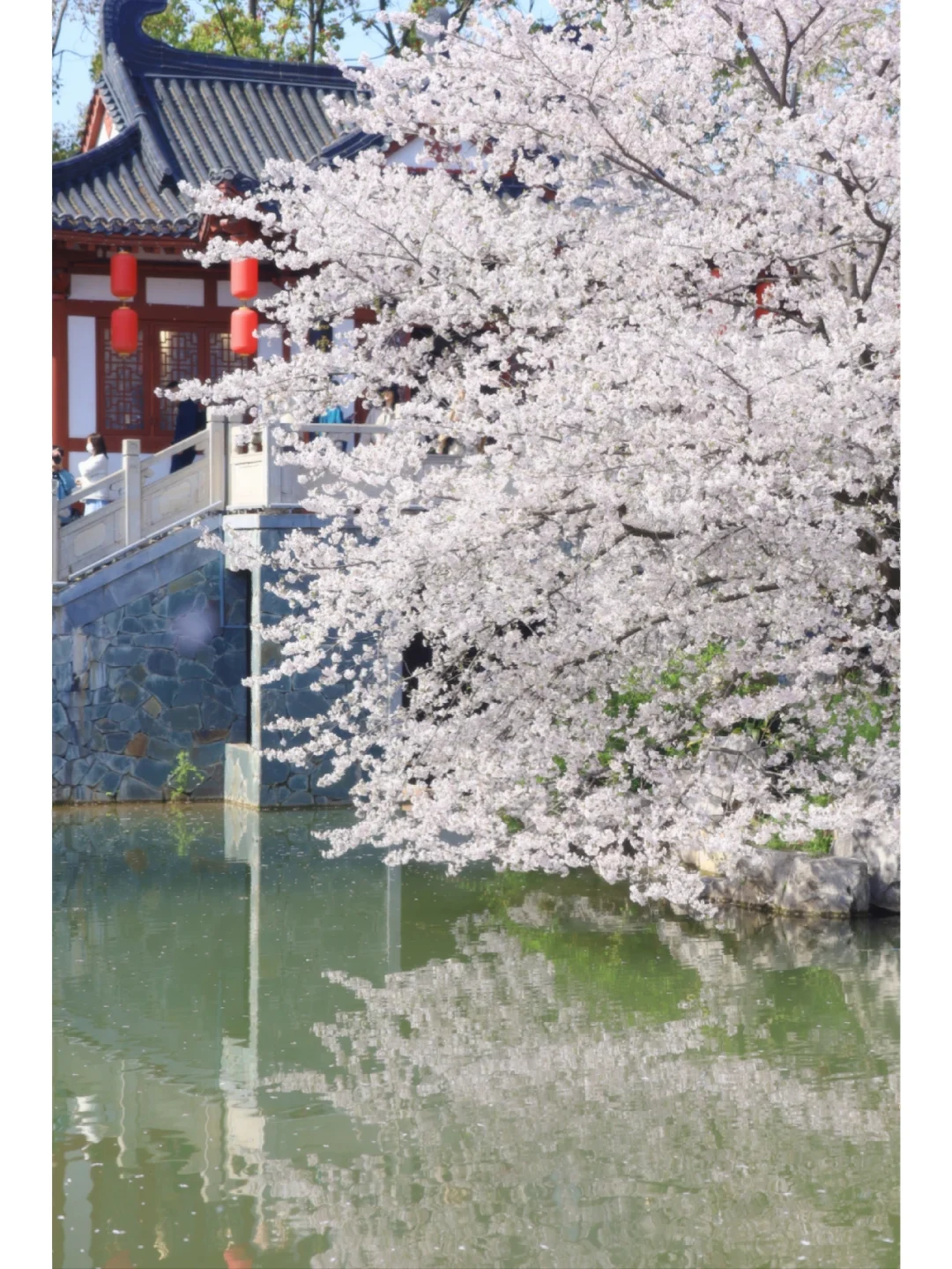 你永远可以相信东湖樱园！樱花下野餐太浪漫