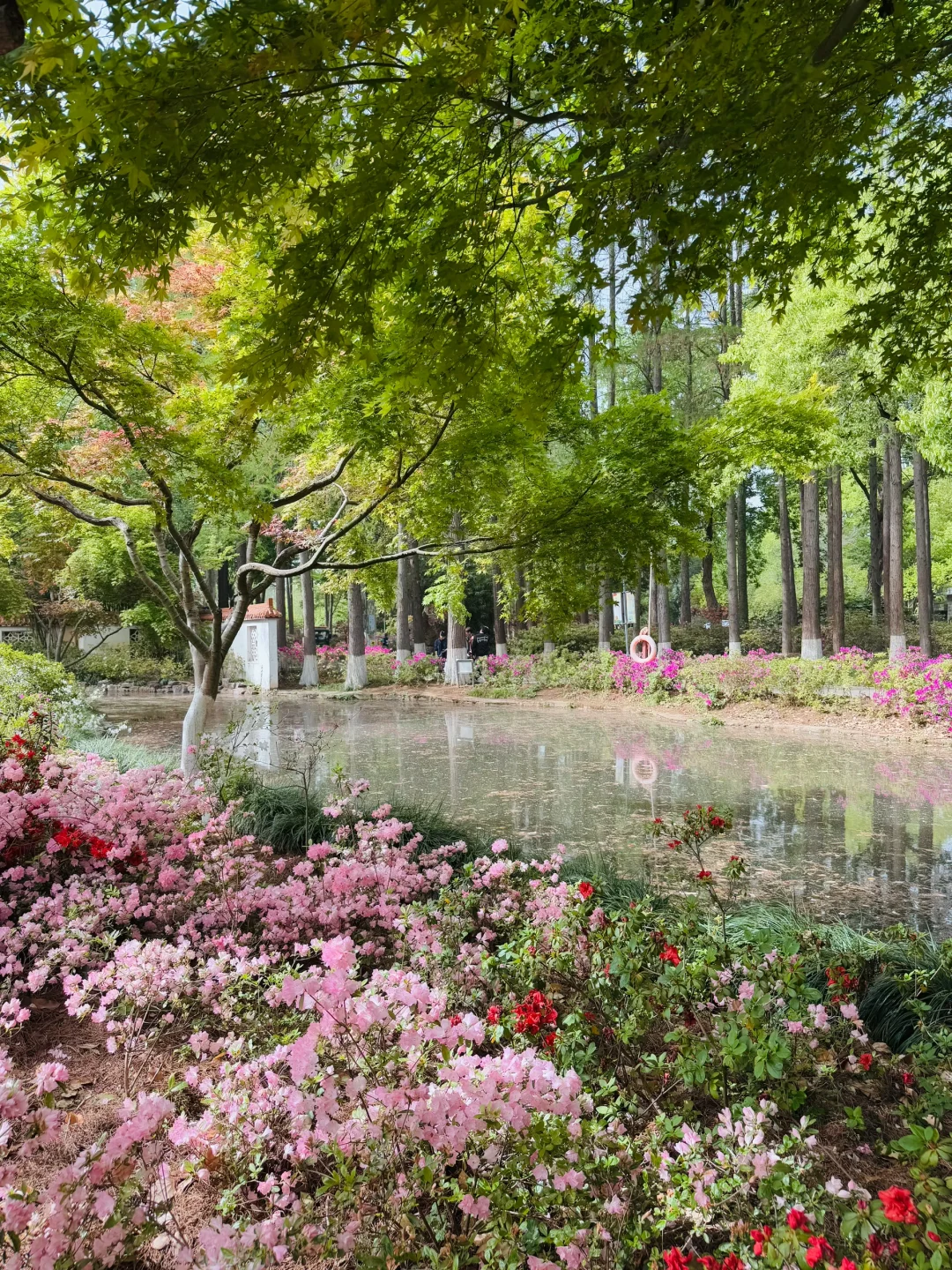 4.12实拍，这里太绝‼️误入莫奈花园