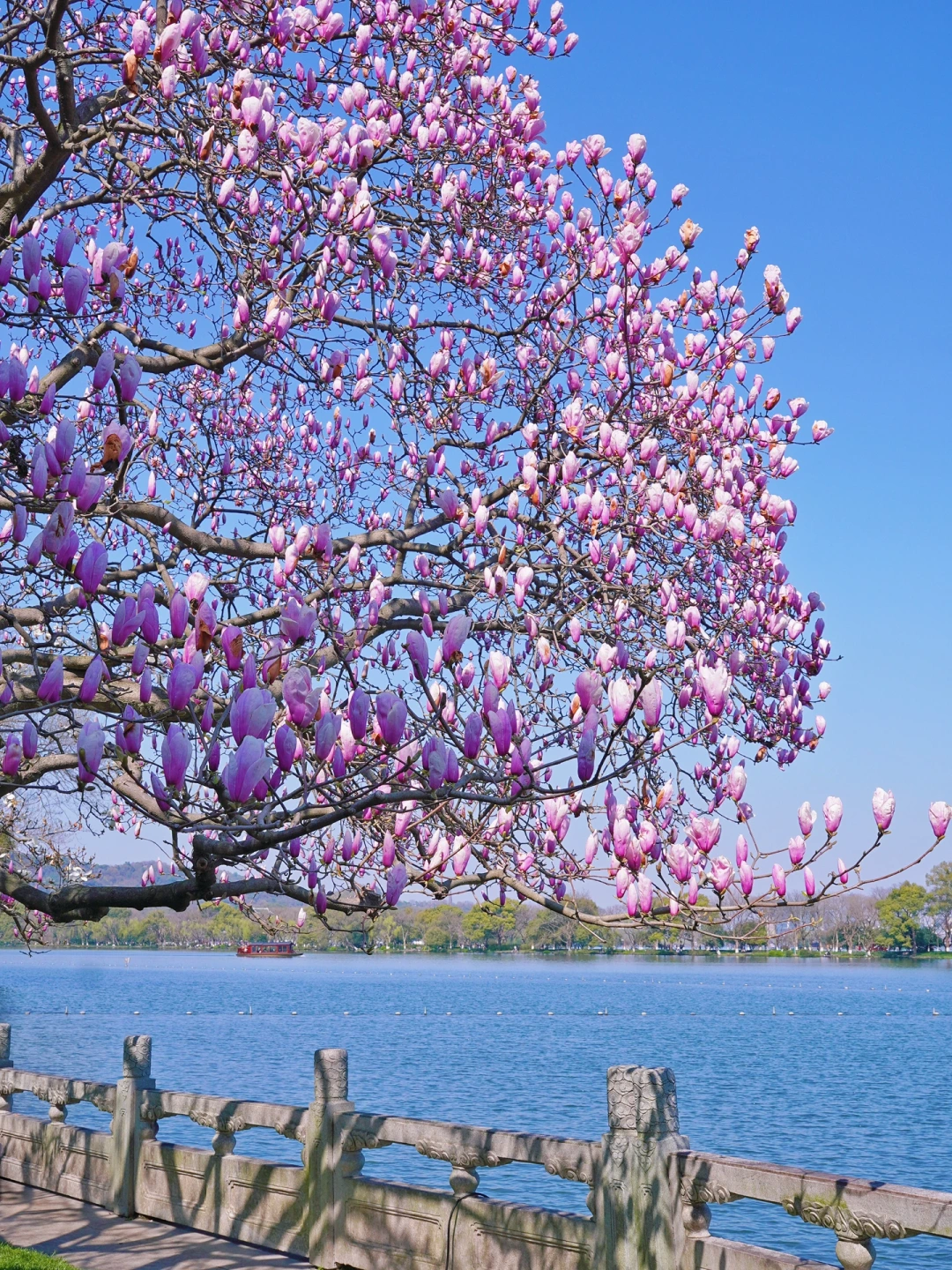 西湖国宾馆的玉兰女王，终于约到了❗️❗️