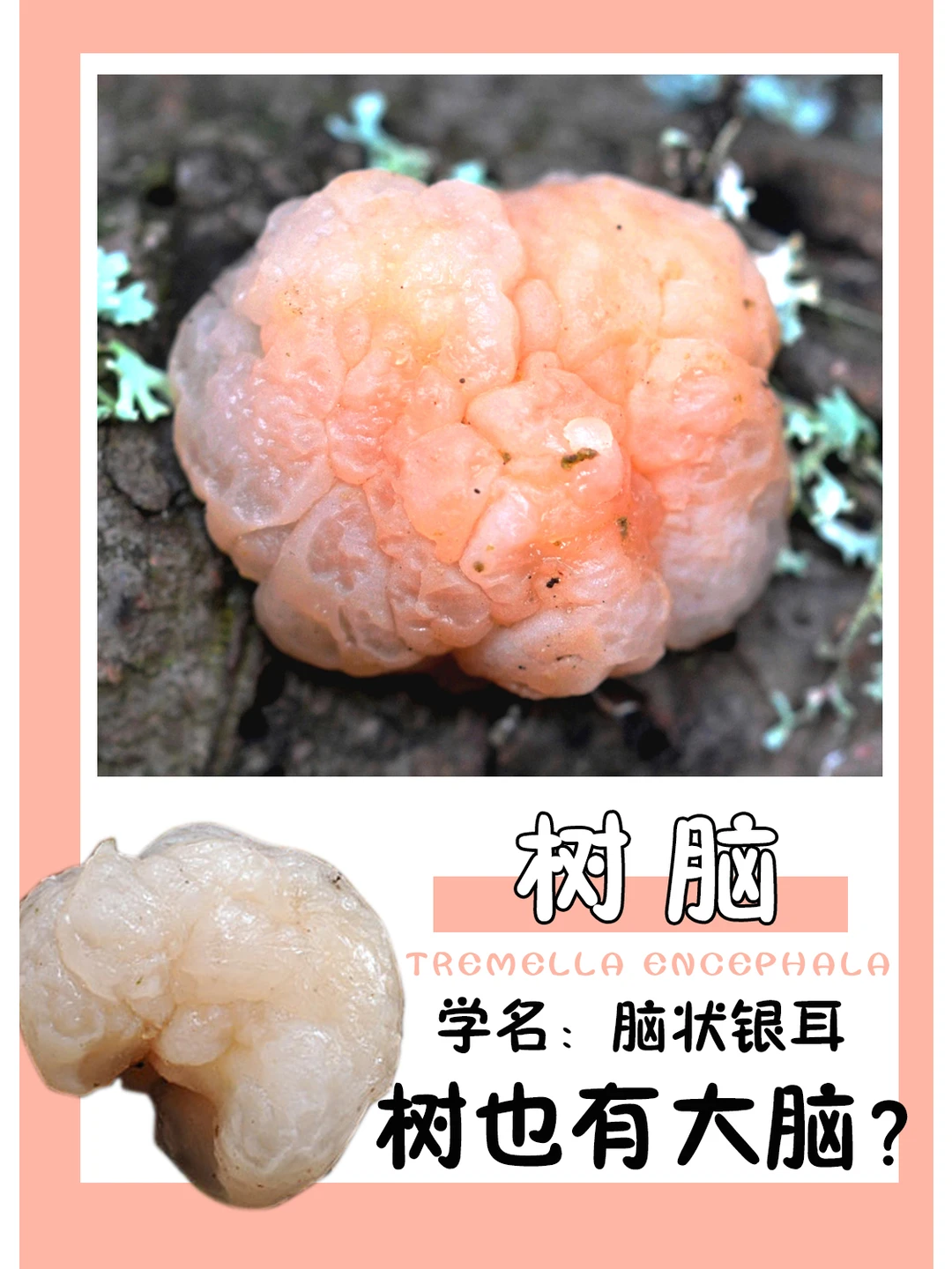 莫非，树也会思考？