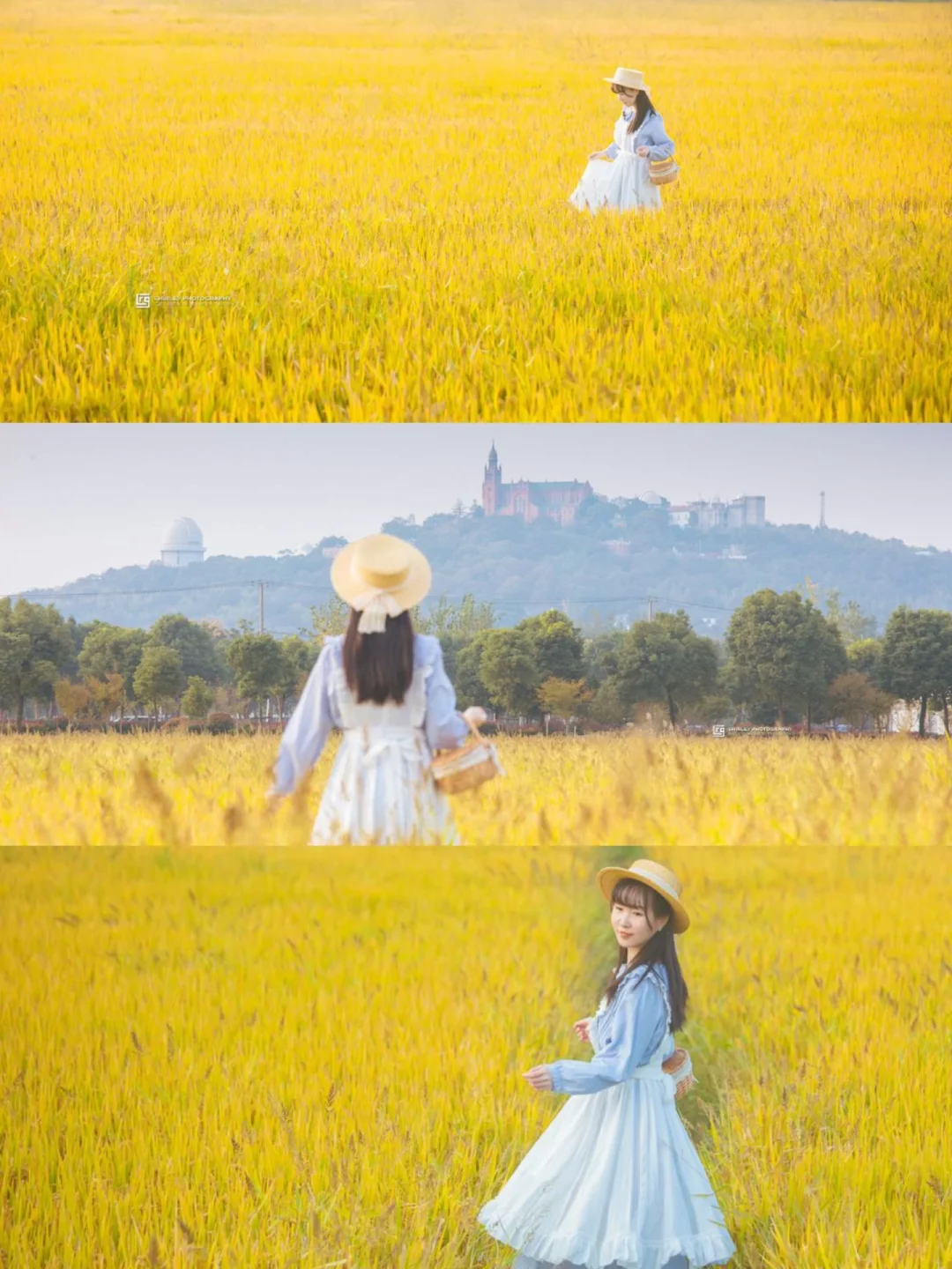 能与佘山教堂同框的神仙稻田，被我找到了！