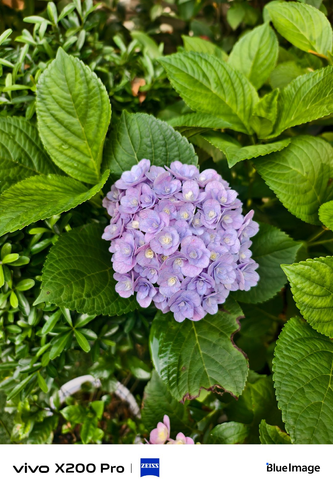 #vivo[超话]# 生活偶尔失意，前路偶尔迷茫，好在总有风景治愈，予我温柔与力量。 ​