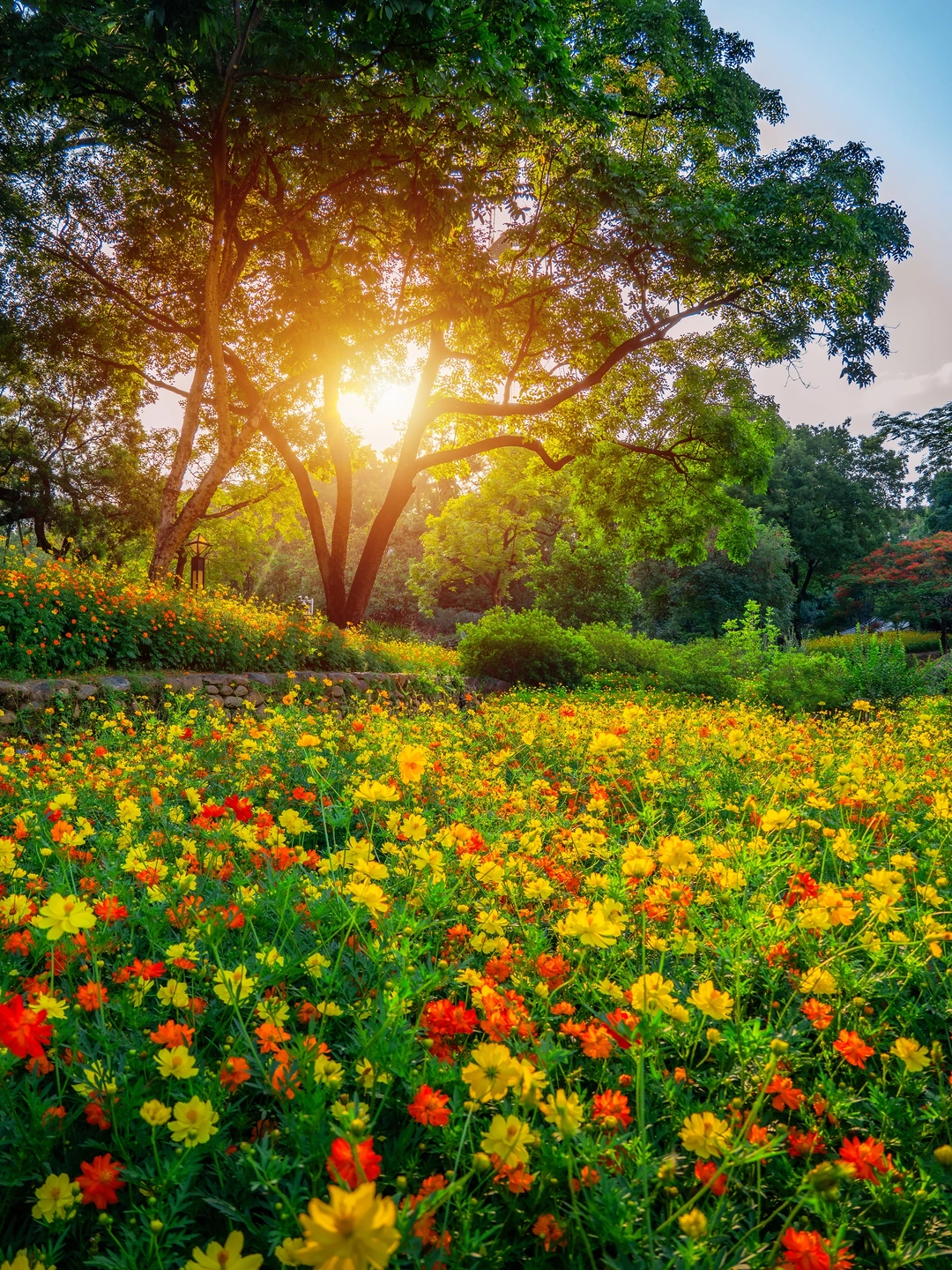 🌼南宁人民公园把整个夏天揉进油画花海里