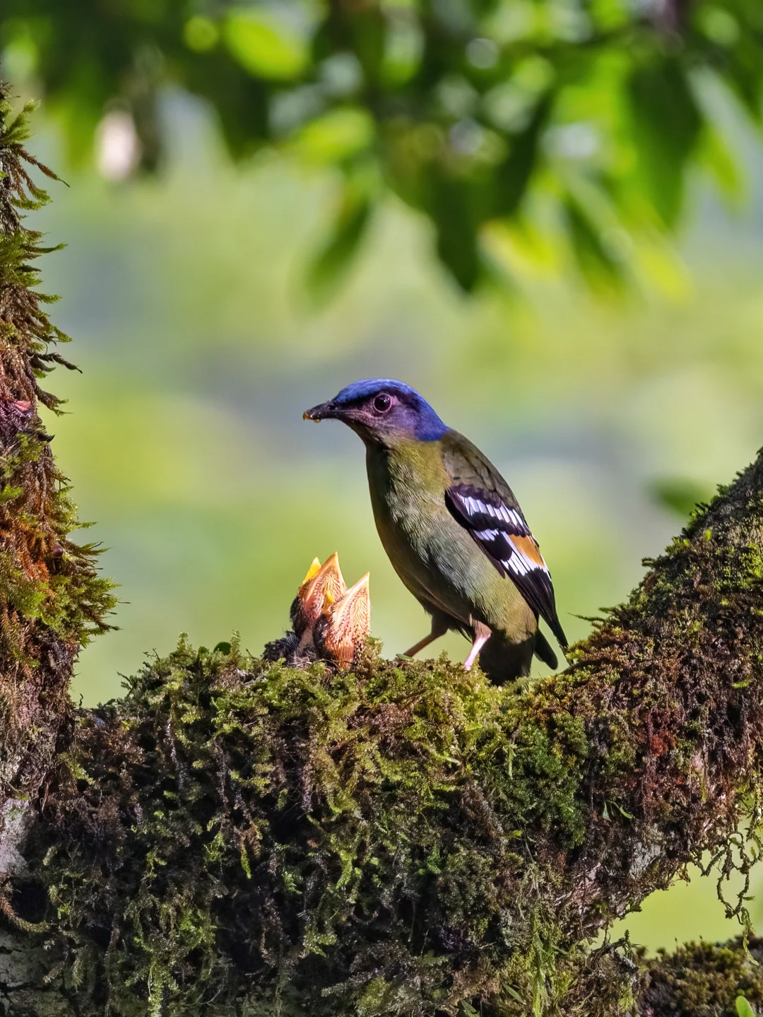我也去看了罕见的绿宽嘴鸫繁殖