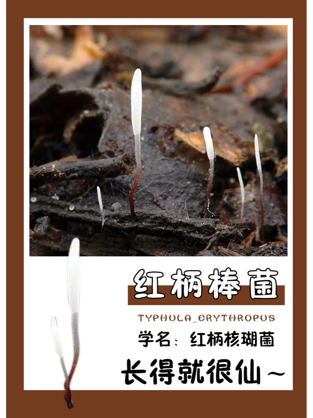 私心真的很喜欢它的颜值