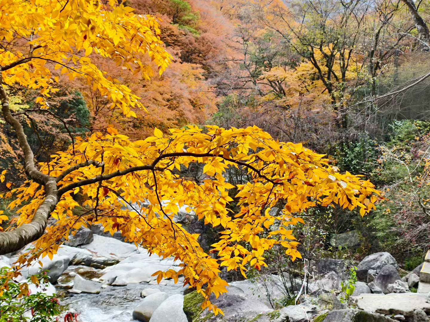 她穿着桔红的上衣，金黄的裙子，走着笑着。她陶醉了路人，吸引着白云。让...