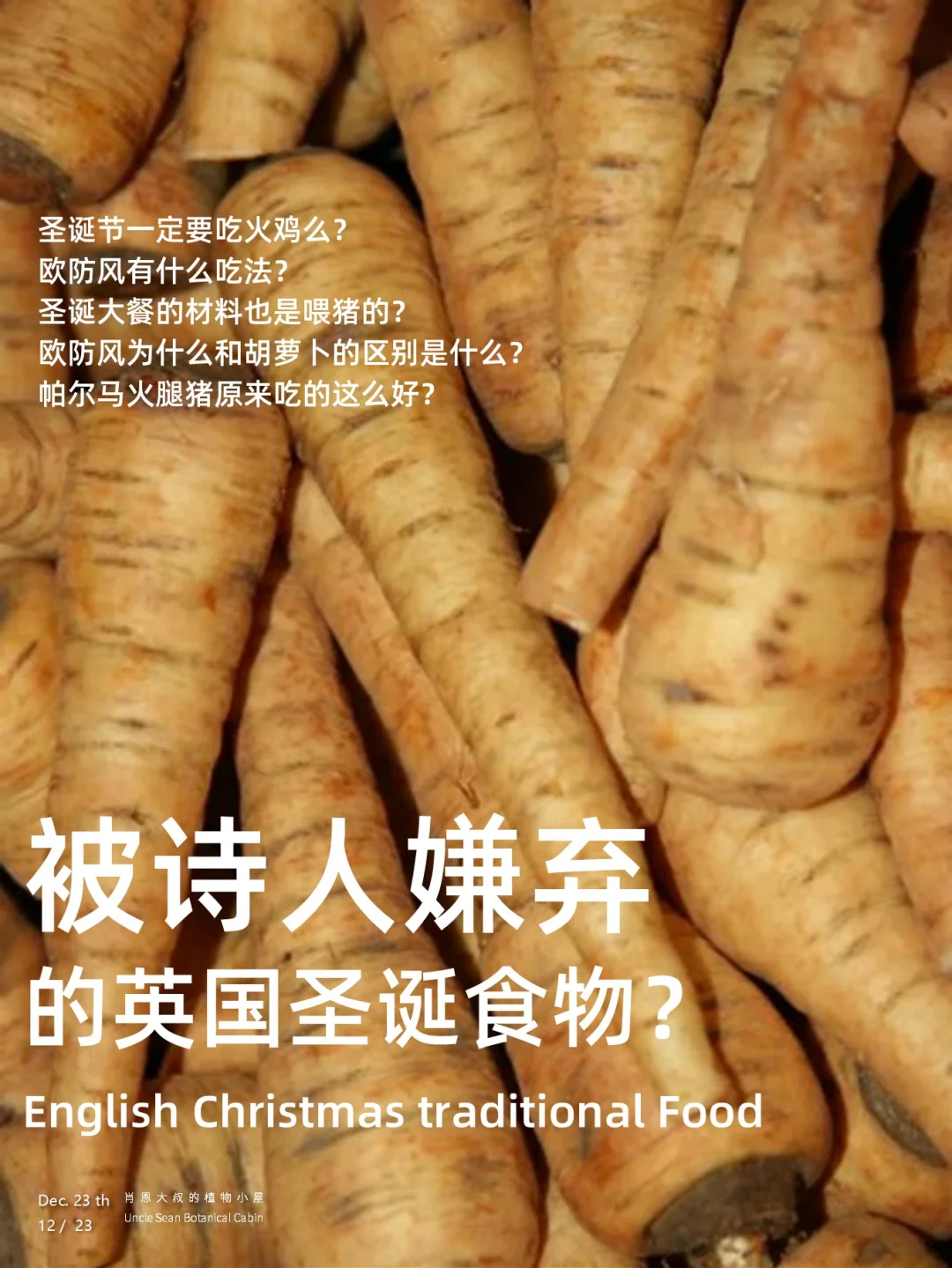 一根被诗人嫌弃的菜，为什么成了圣诞传统？