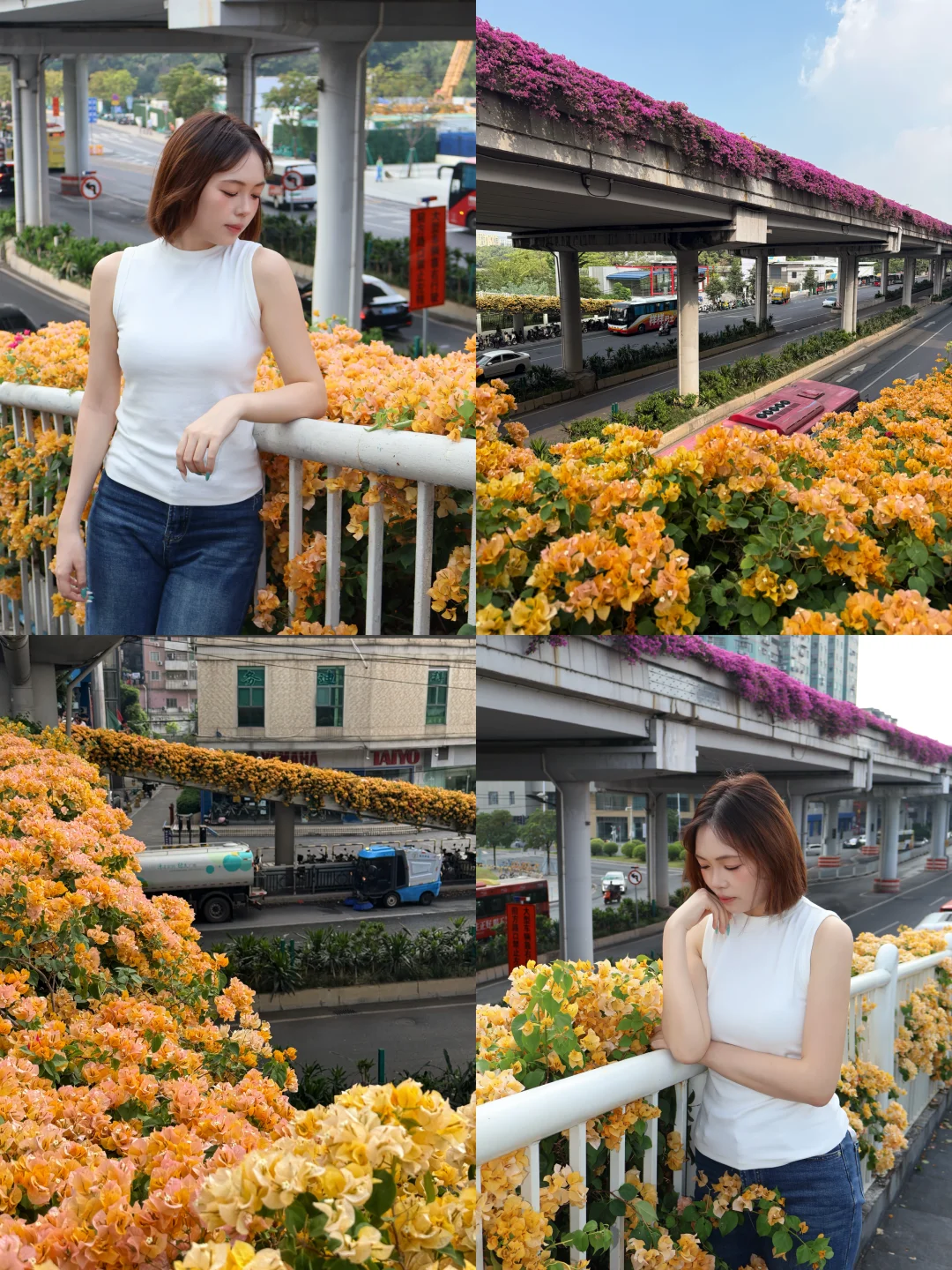 📸广州0元拍大片！彩虹桥这片“黄金花海”🌼