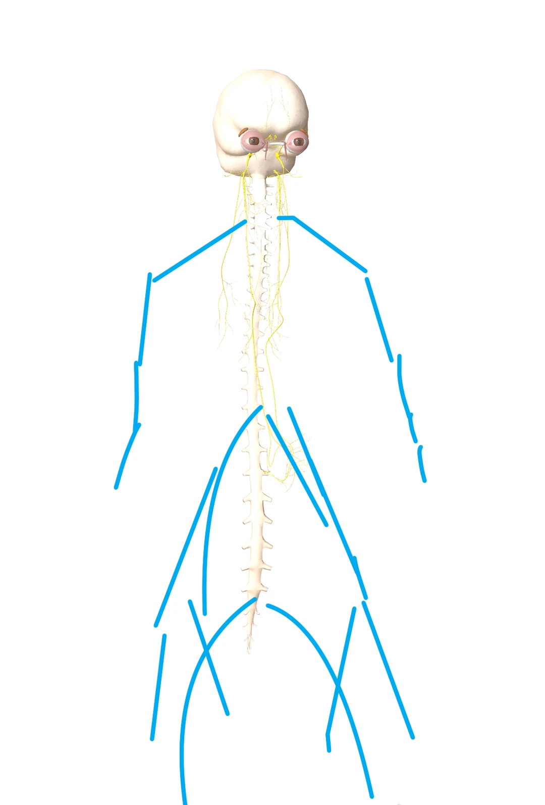 婴儿大脑细胞的数量比成人多，尽管它们的大脑还未发育成最终结构。