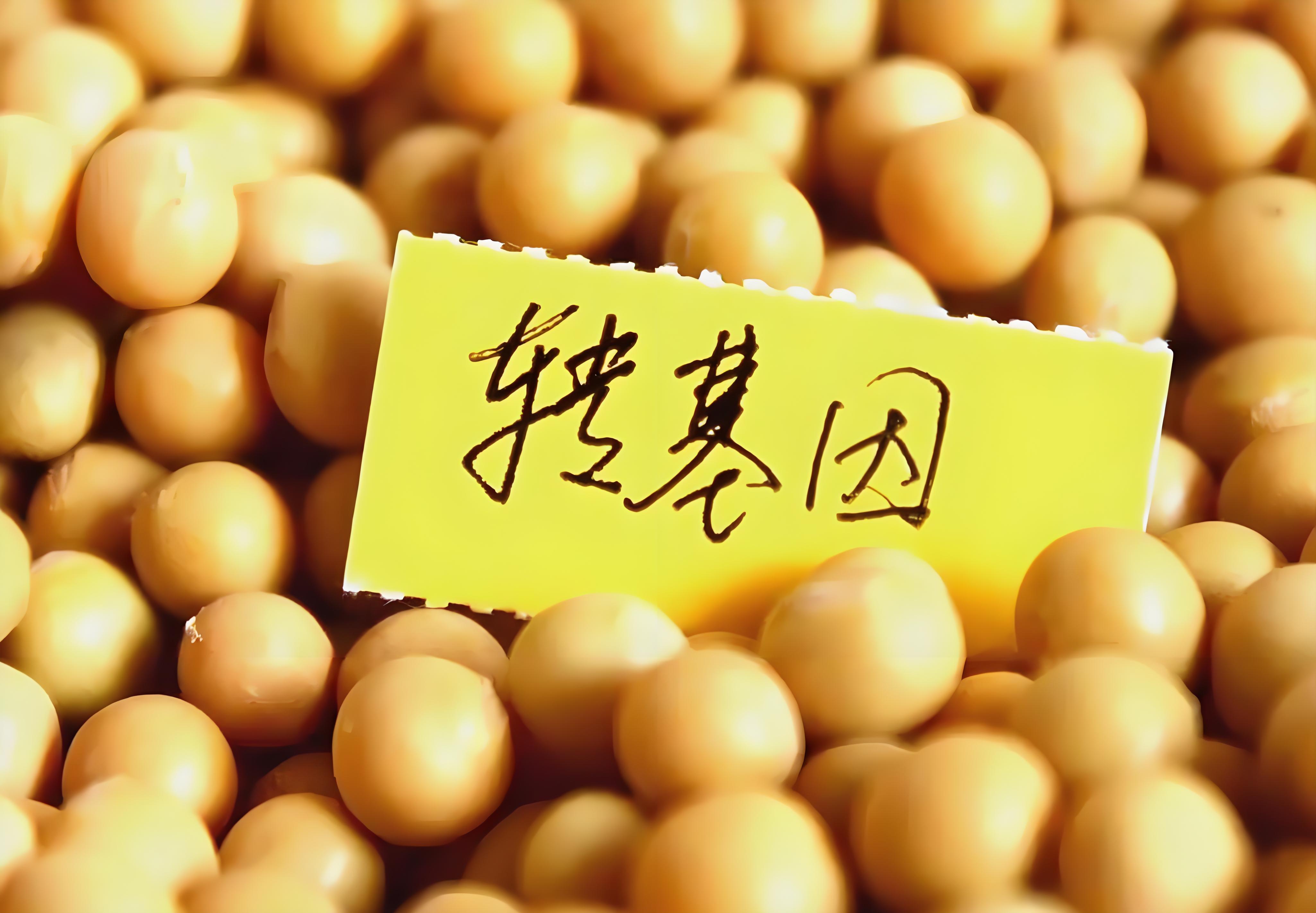 我对转基因大豆的理解
网上看过不少关于转基因大豆安全的文章，没有人提出异见之前，自己肯定吃了不少转基因大豆油。自从有争议的事发生后，自己𣎴再食用转基因植物油。从美国进囗大量转基因黄豆，个人认为不可以让动物和人食用。应该将大豆榨成油，再设法将油变成机器用的能源。