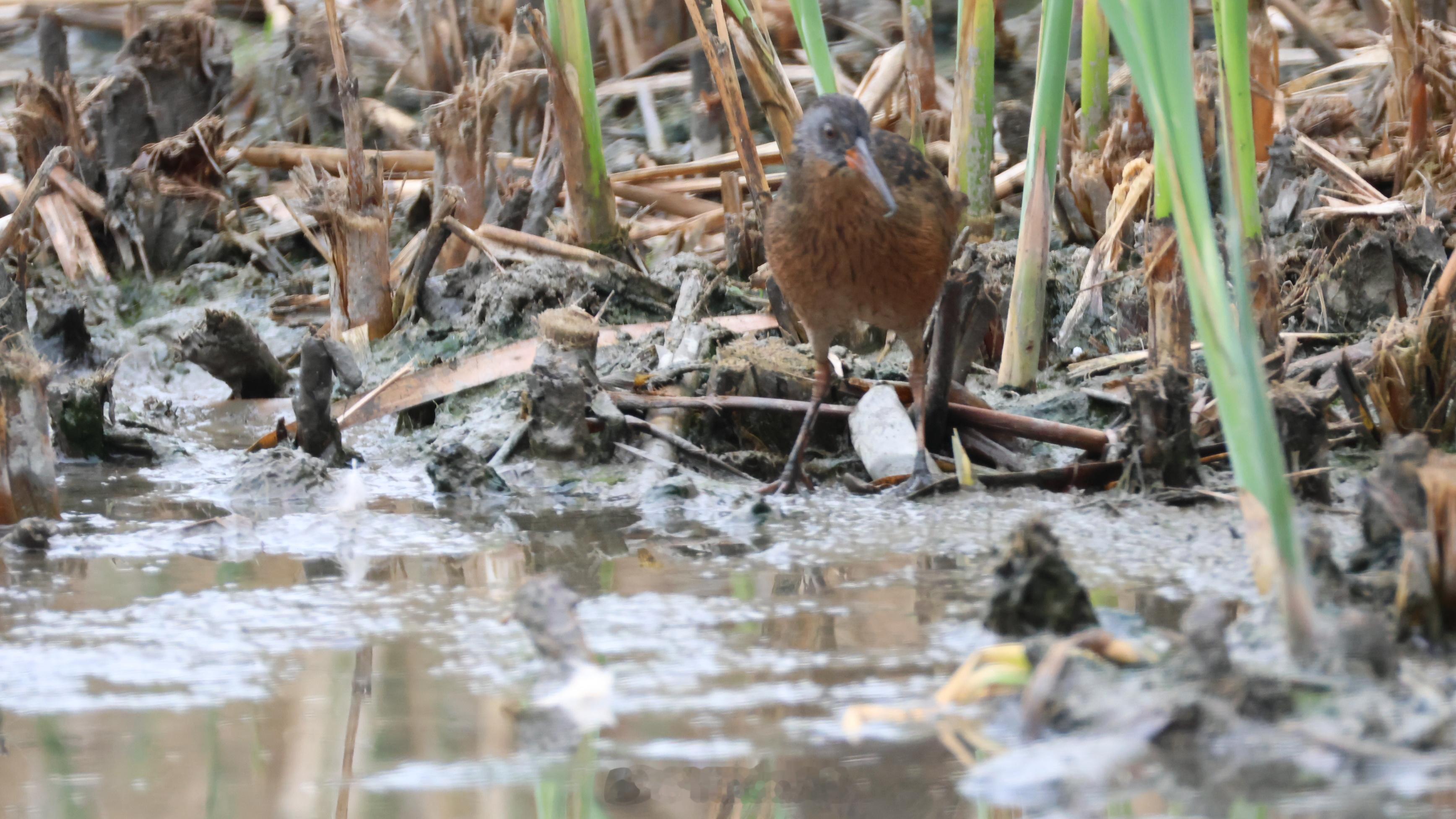 #观鸟[超话]# 

Virginia rail (弗吉尼亚秧鸡) 首次拍到近照，但是因为太激动了，导致对焦完全失误 - 图2. 

好在让ChatGPT重新对焦了一下 - 图1

Fun Facts: Allaboutbirds.org

The forehead feathers of Virginia Rails are adapted to withstand wear and tear that results from pushing through  ​