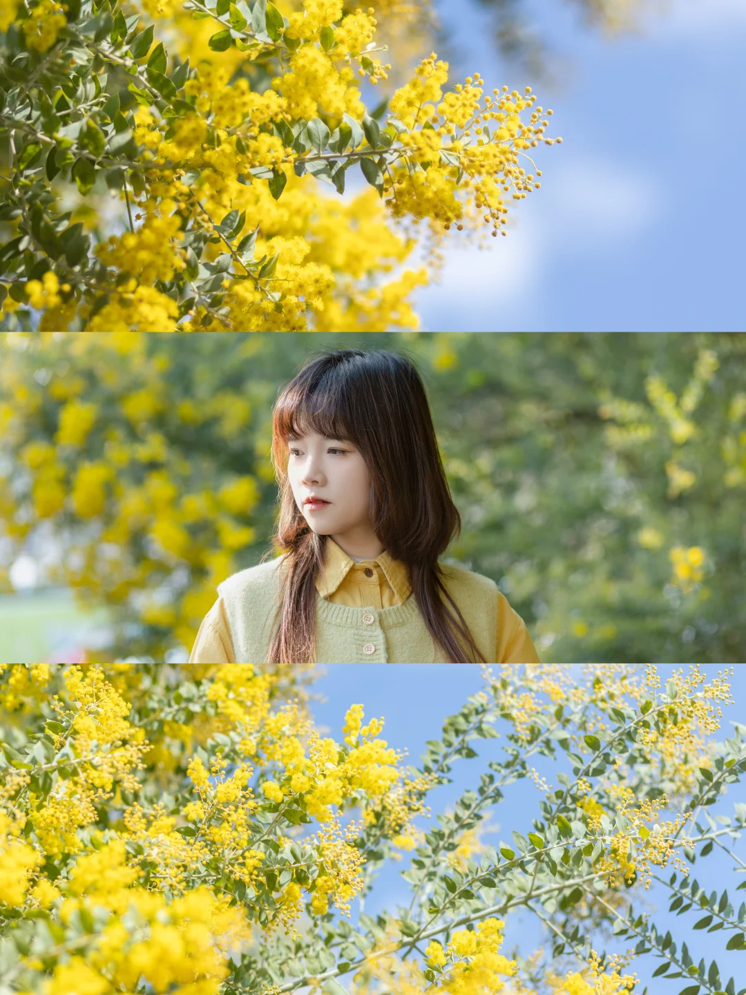 OOTD‖这里的金合欢花，已经开爆啦，人少