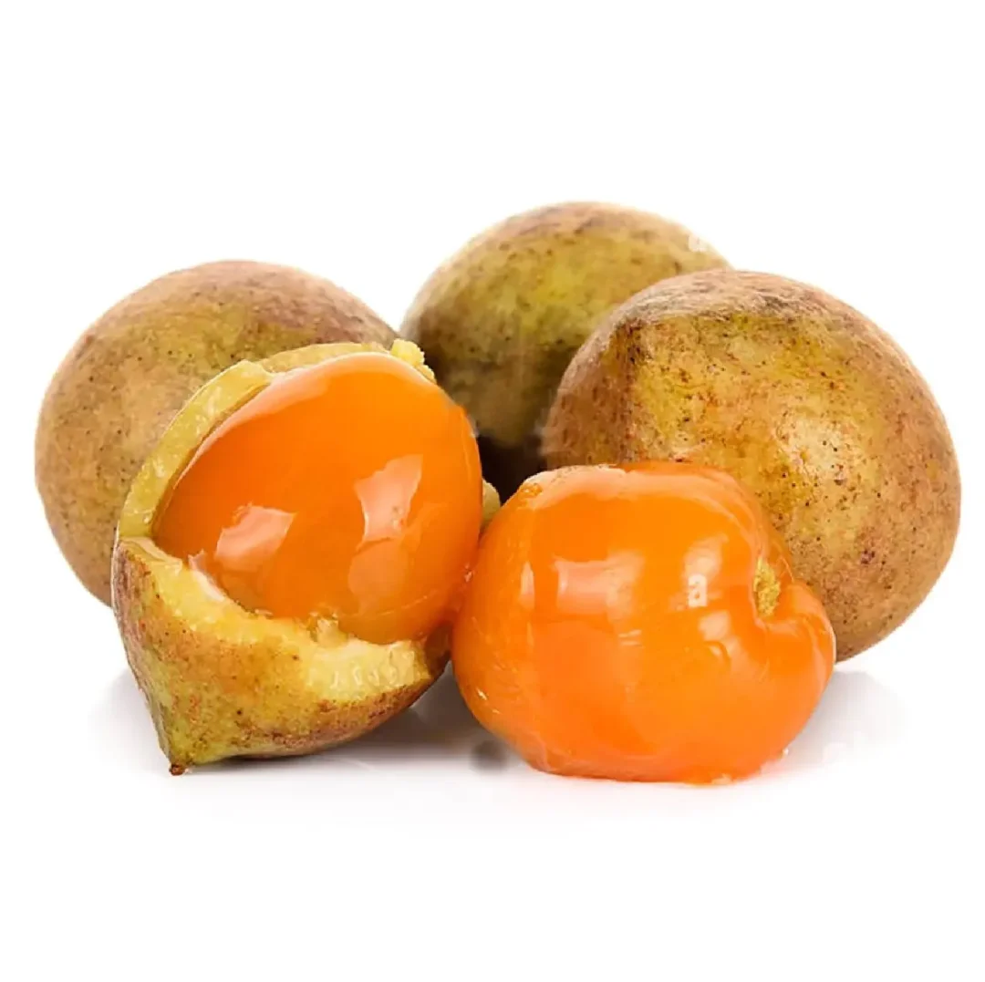 马来紫胶树Schleichera oleosa