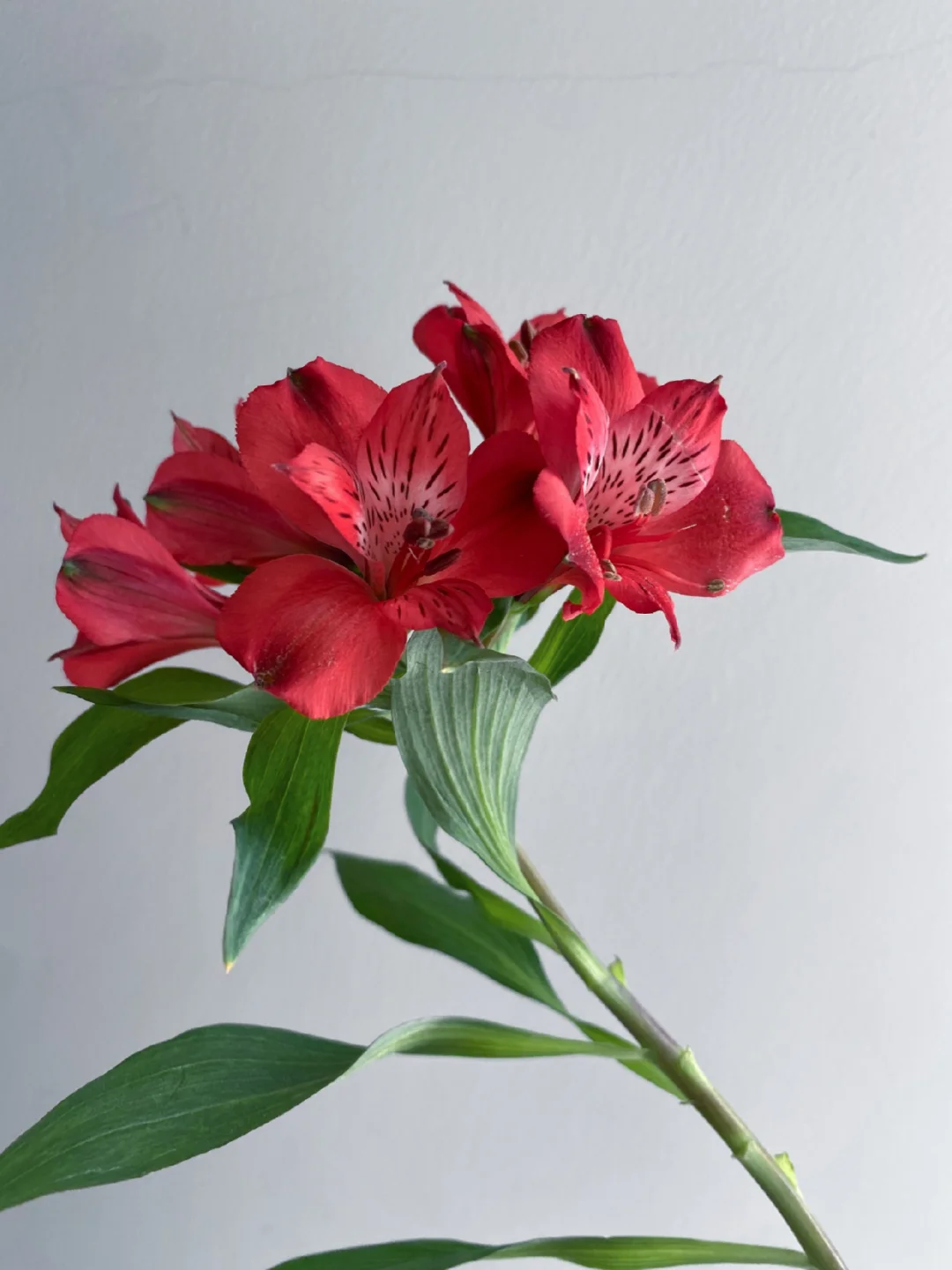 花材分享｜红色水仙百合