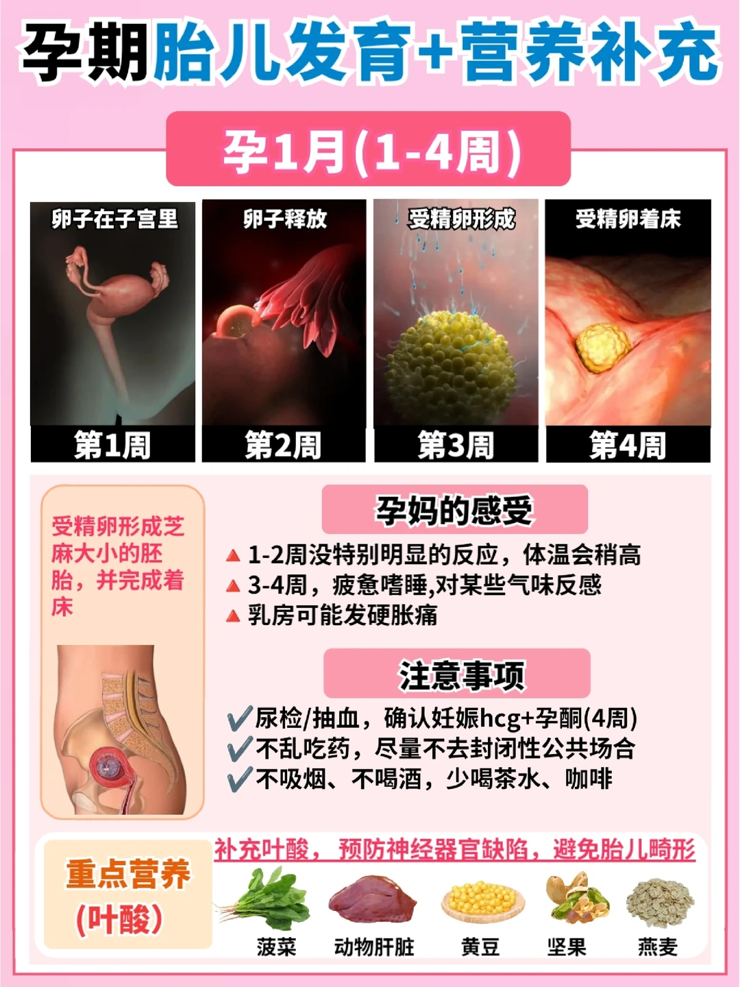 🔥孕期1-40周胎儿发育图！怀孕注意事项