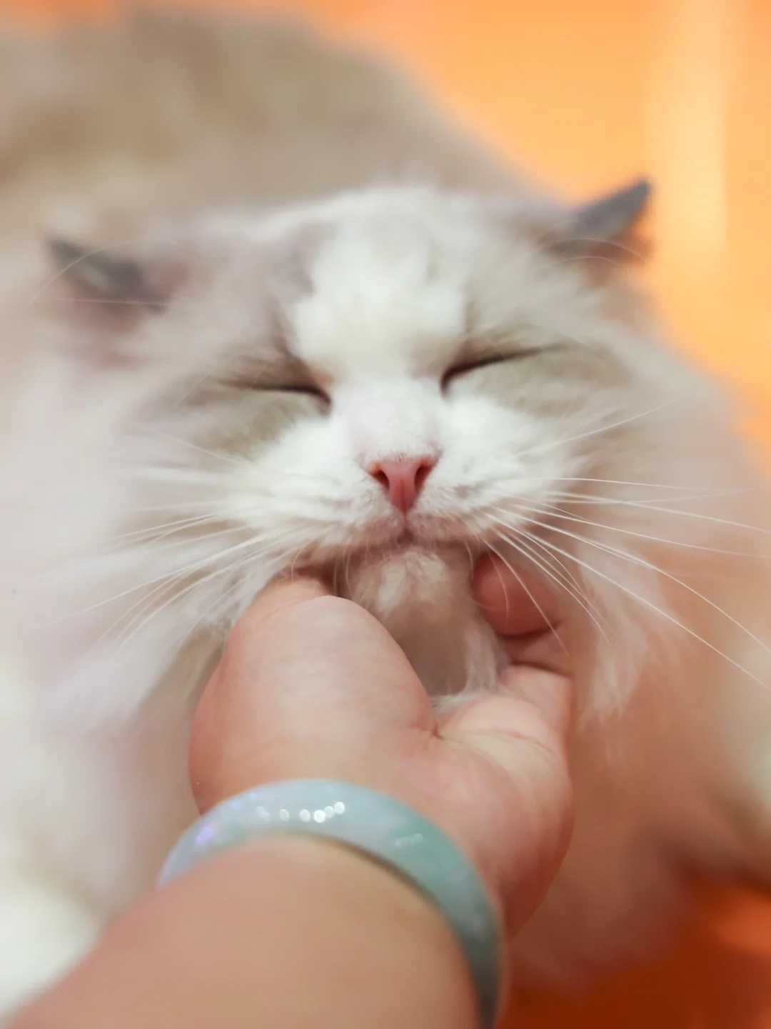 谁懂啊，带上小猫咪去旅行的快乐😻