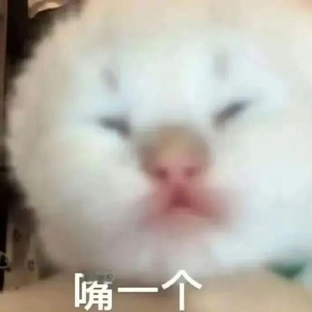 你包会收藏的抽象表情包