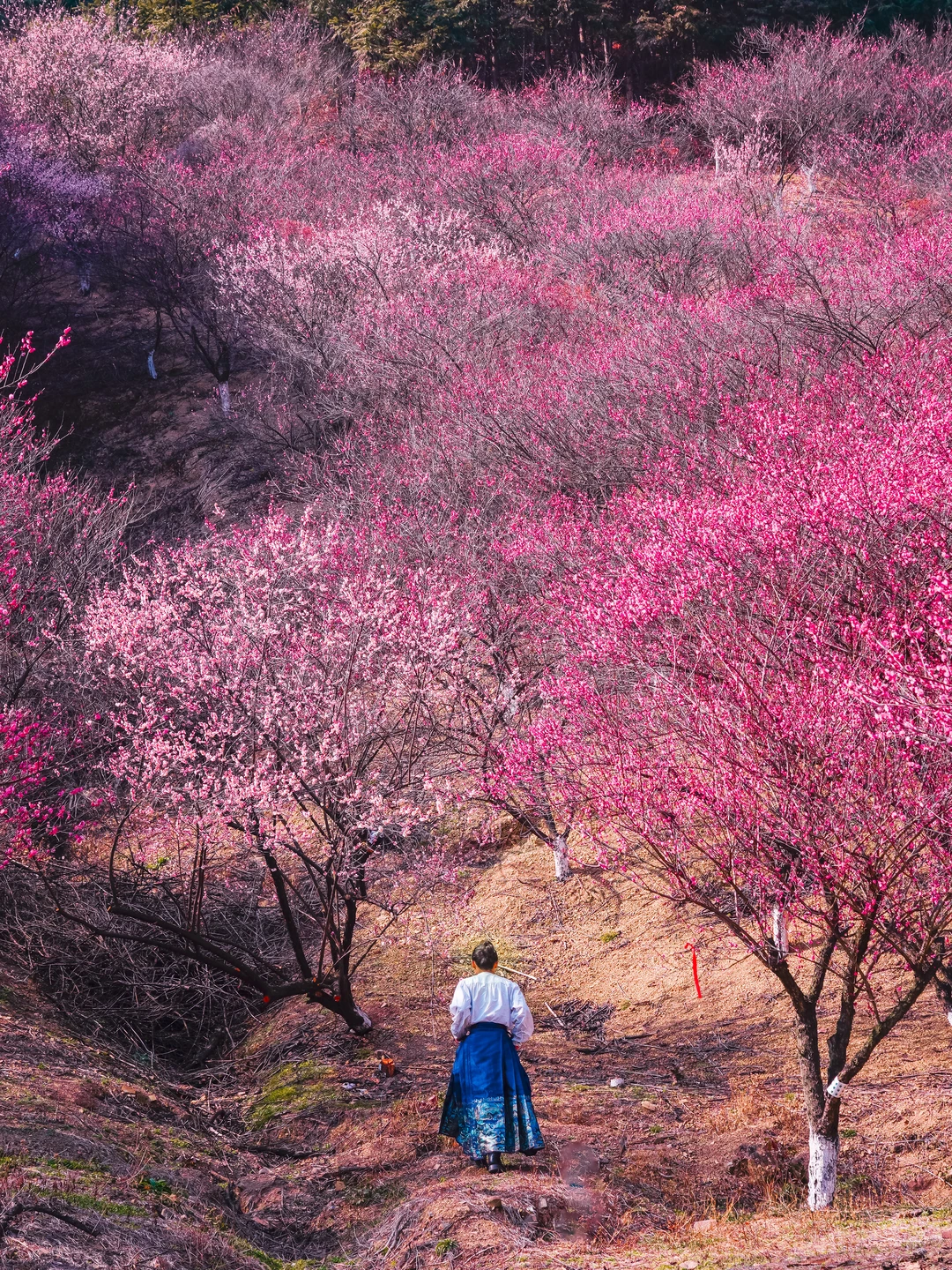 放过西湖吧‼️杭州山里的野梅花美翻了🌸