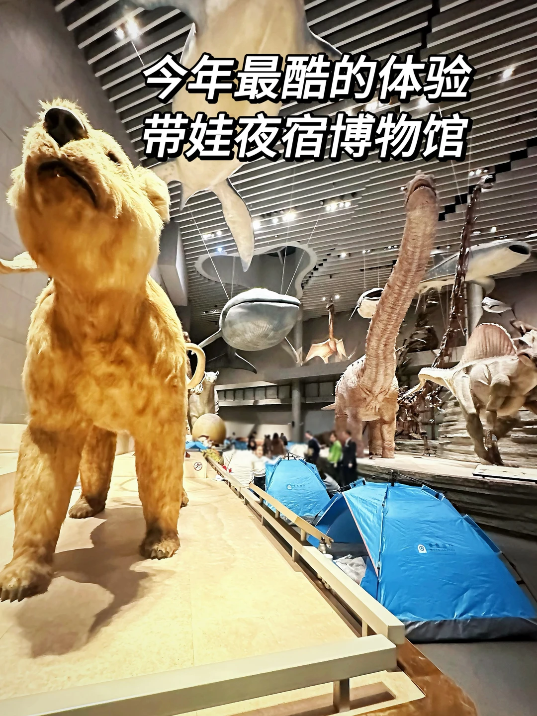 夜宿自然博物馆，太奇妙了⛺️🦕🦑🦋（含攻略）