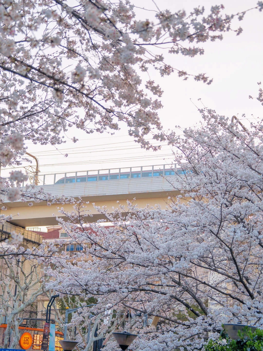 开始期待上海的春天了🌸春和景明