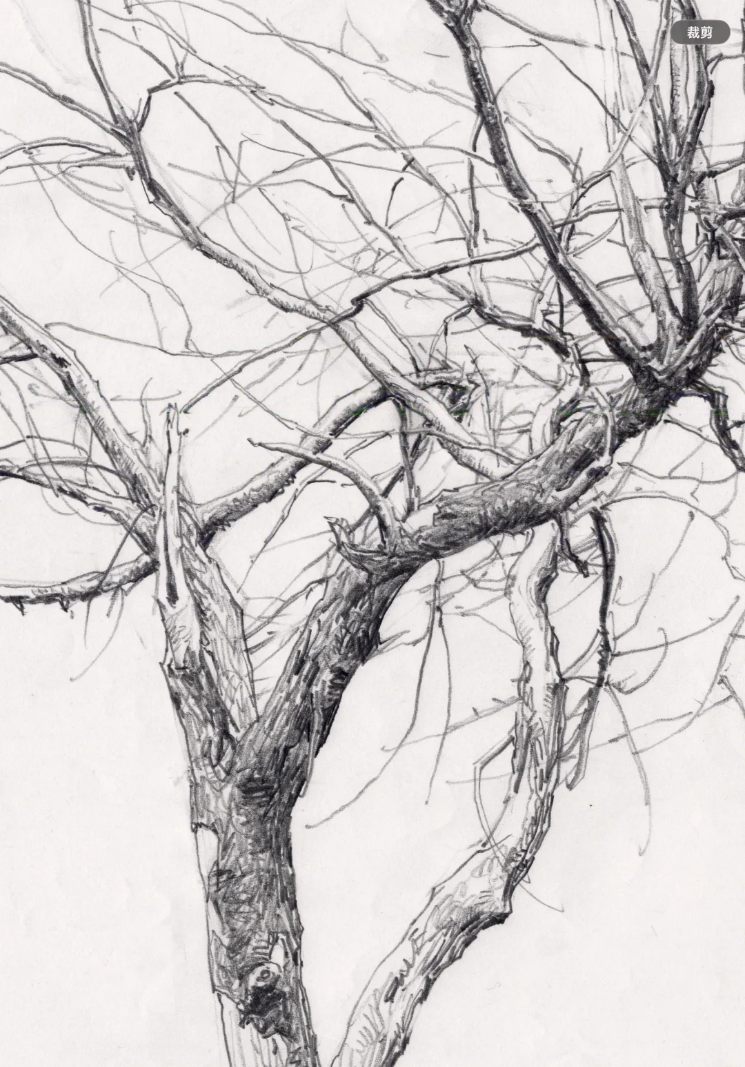 速写里的那些树