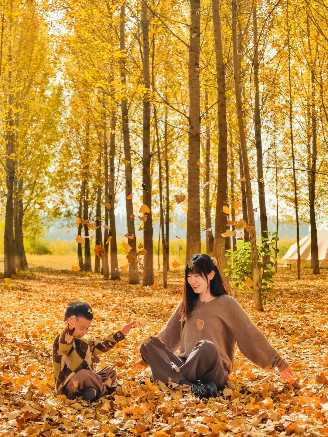嘘❗️没人❗️发现一片醉美杨树林🍂可露营哦⛺️