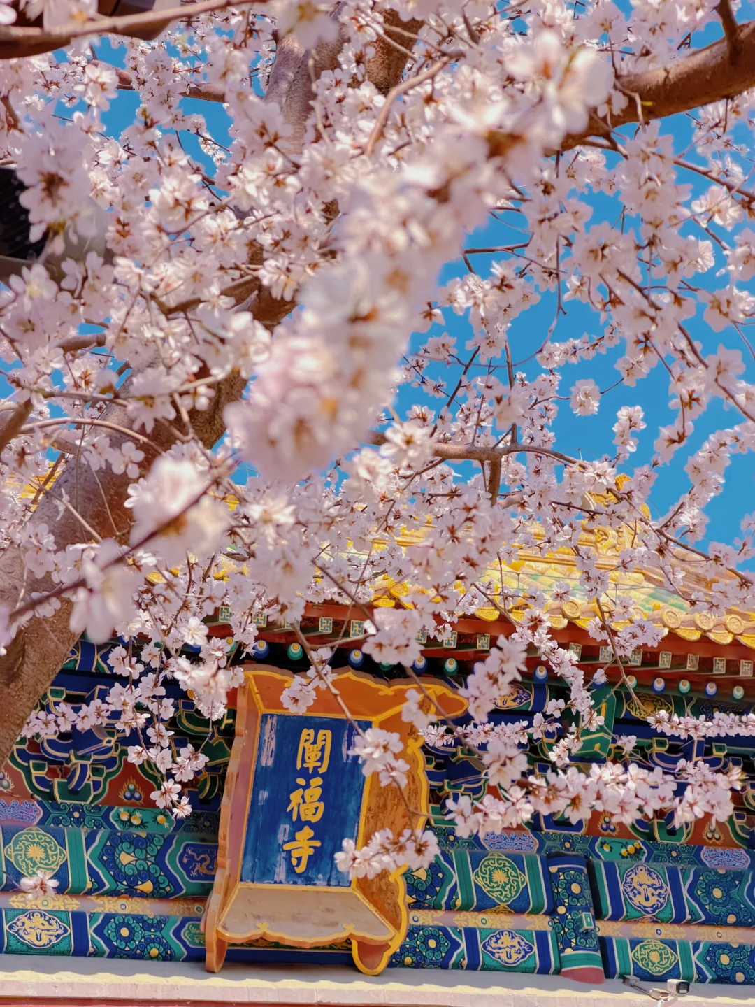 北京的春天果然还是太权威了！！！！live图