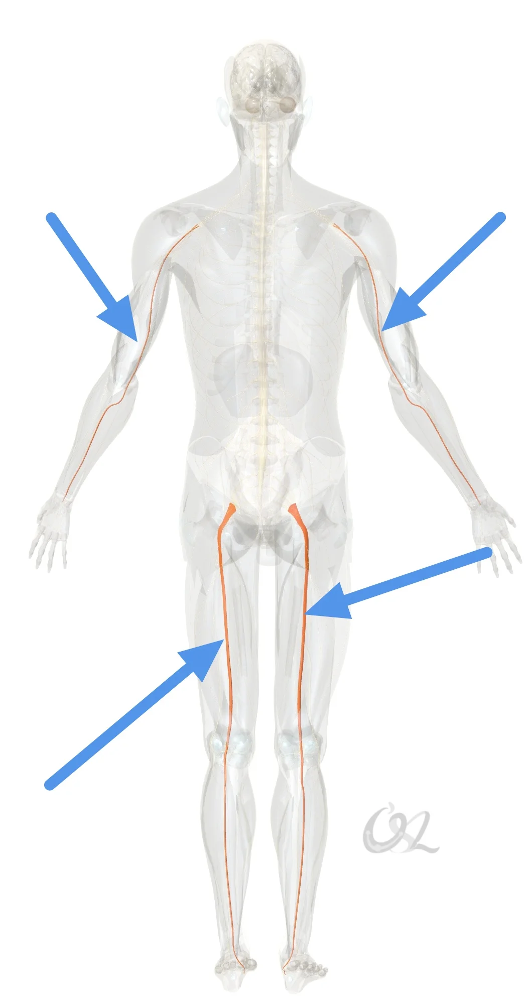 补充两个调节交感神经压力的方法
