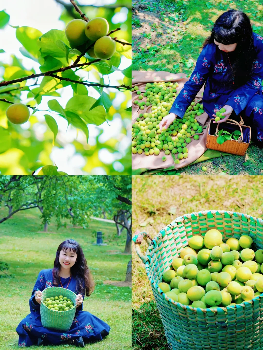 免费采摘倒计时❗️广州踏青出游的新玩法