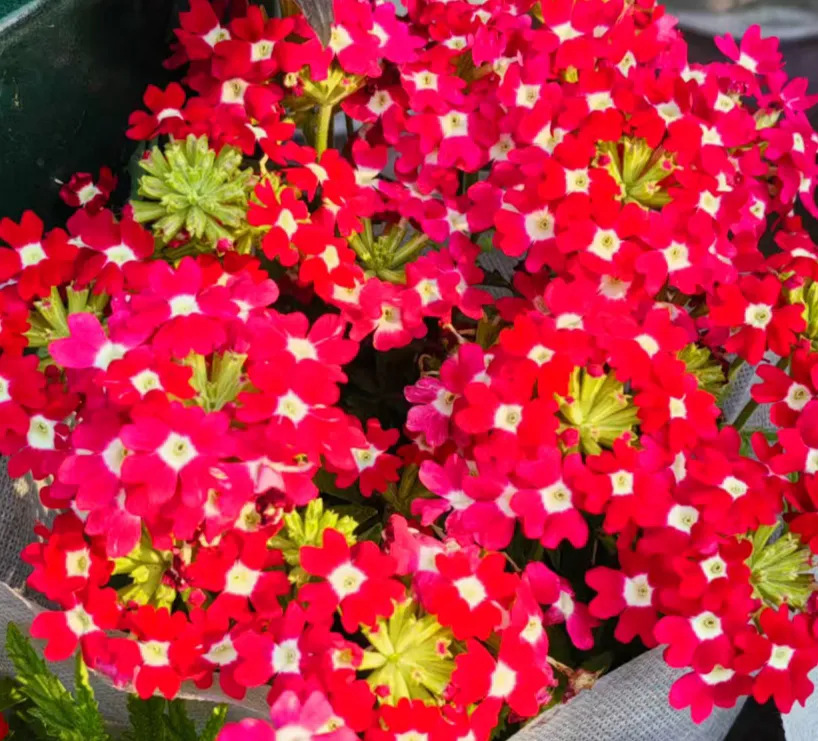 美女樱 文/齐平 青春恋火欲难收，爱烤红颜颜更娇。 热辣活泼美女樱，风...