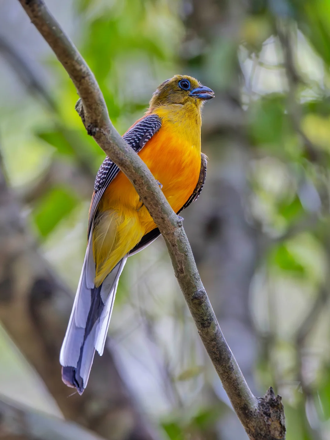 橙胸咬鹃的限定版「芒果」皮肤