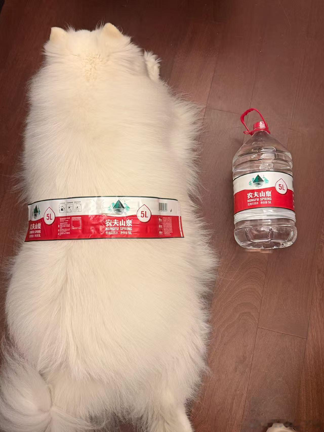 萌趣画面上线，伞兵家狗狗多肉出镜，一张图把水桶腰生动具象化，圆滚滚的模...