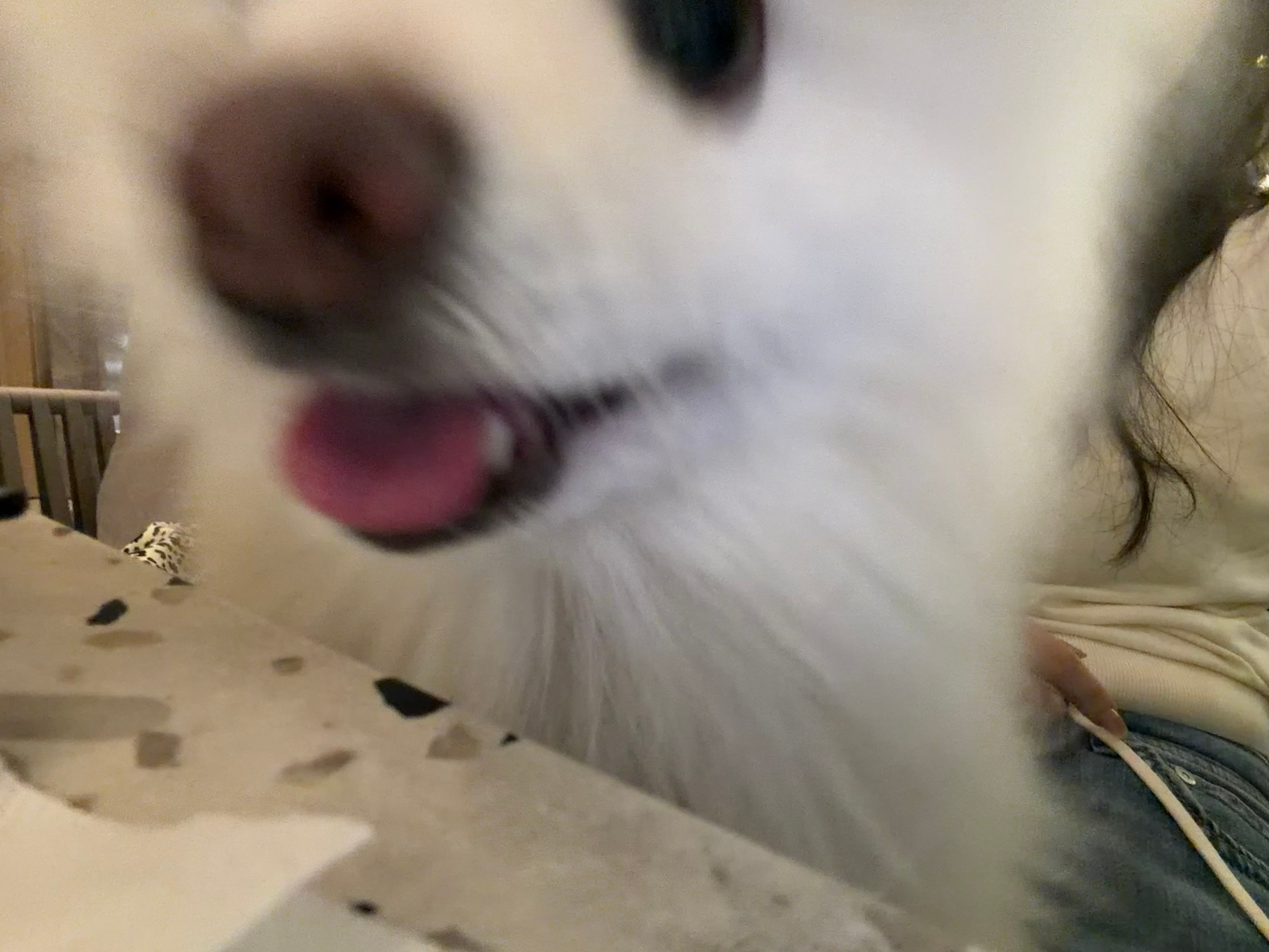一只中登 ​​​