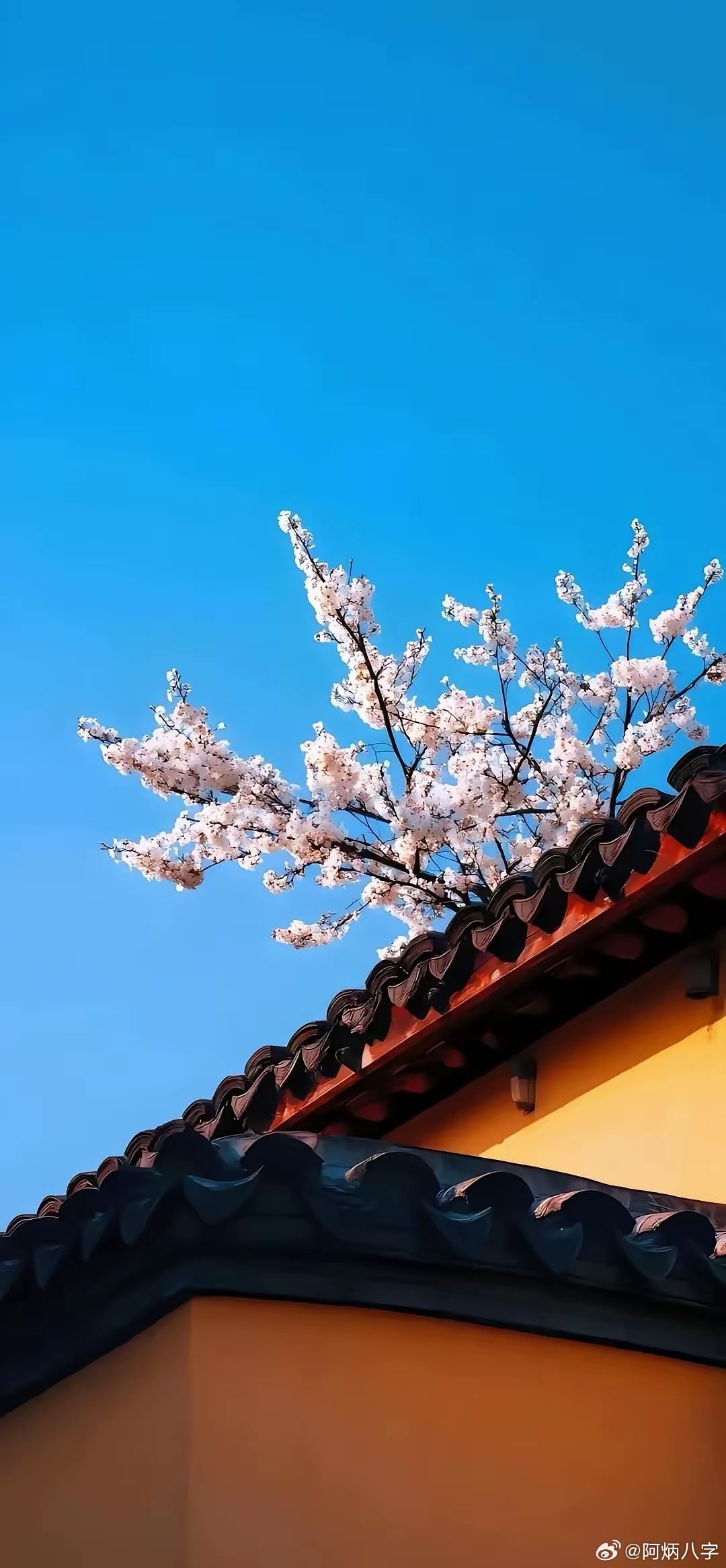 #婚缘[超话]# 命中五行越全的人，感情越容易杂乱，能谈马拉松式的恋爱。

命中五行气场偏枯的人，基本都是闪婚。所以这些人。不用看到别人结婚，自己就焦虑，该干嘛干嘛去。不用考虑，运势到了，三个月就能结了婚！ ​