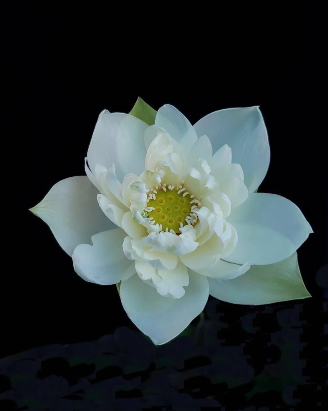 带你每天认识一种花材106｜白莲