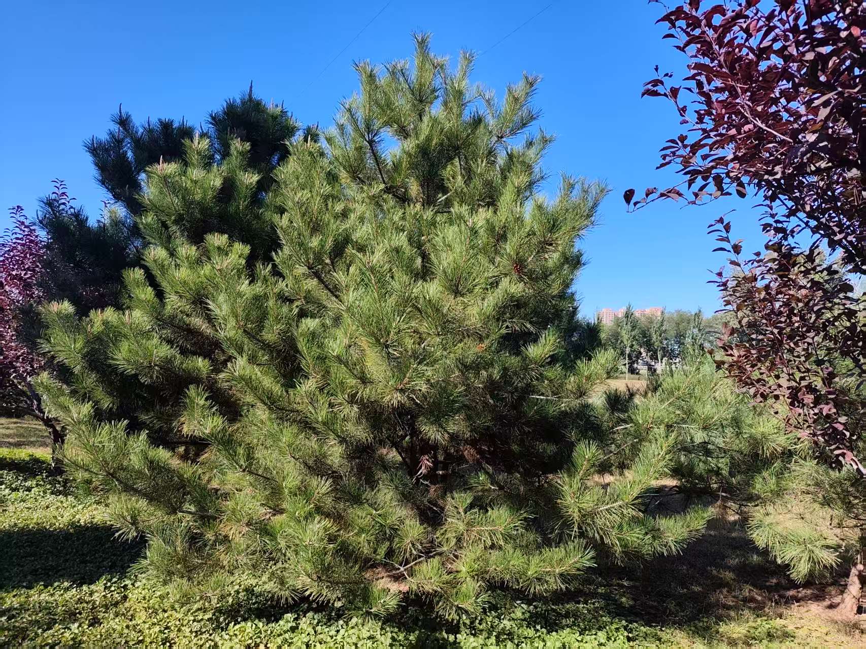 树大招风：四道坎同时压来，中国到了绕不开的岔路口？

树大招风，未必是坏事，说明这棵树已足够高大。中国几十年由弱到强，人口变局、产业重组、中美博弈、台海风浪四道坎同时压来，看似风暴，实为成长必经的关口。

人口变局倒逼产业升级，产业链搬迁考验生态韧性，中美较量锤炼科技与战略定力，台海风浪更警示核心利