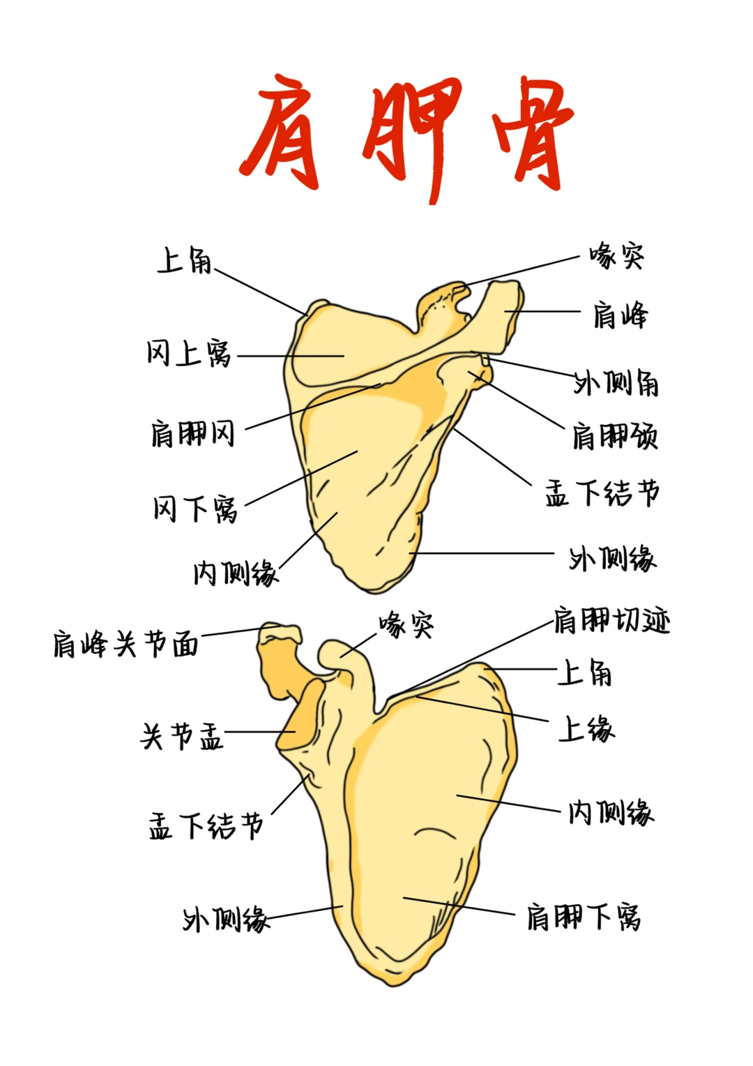 医学生笔记——肩胛骨