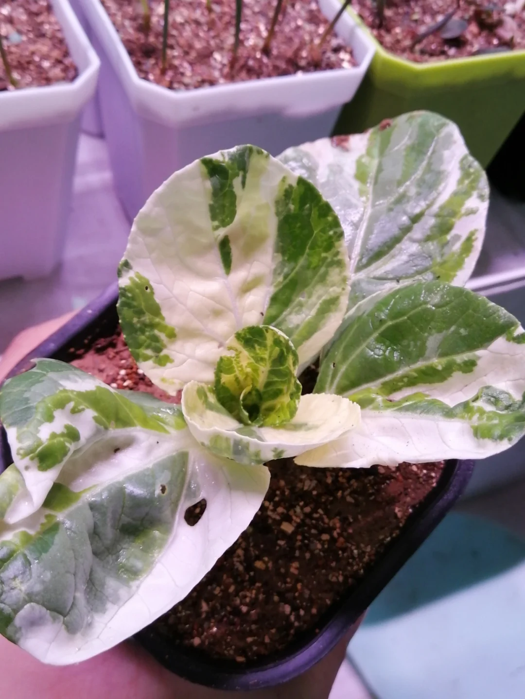 全网首颗！热植风—白锦青菜