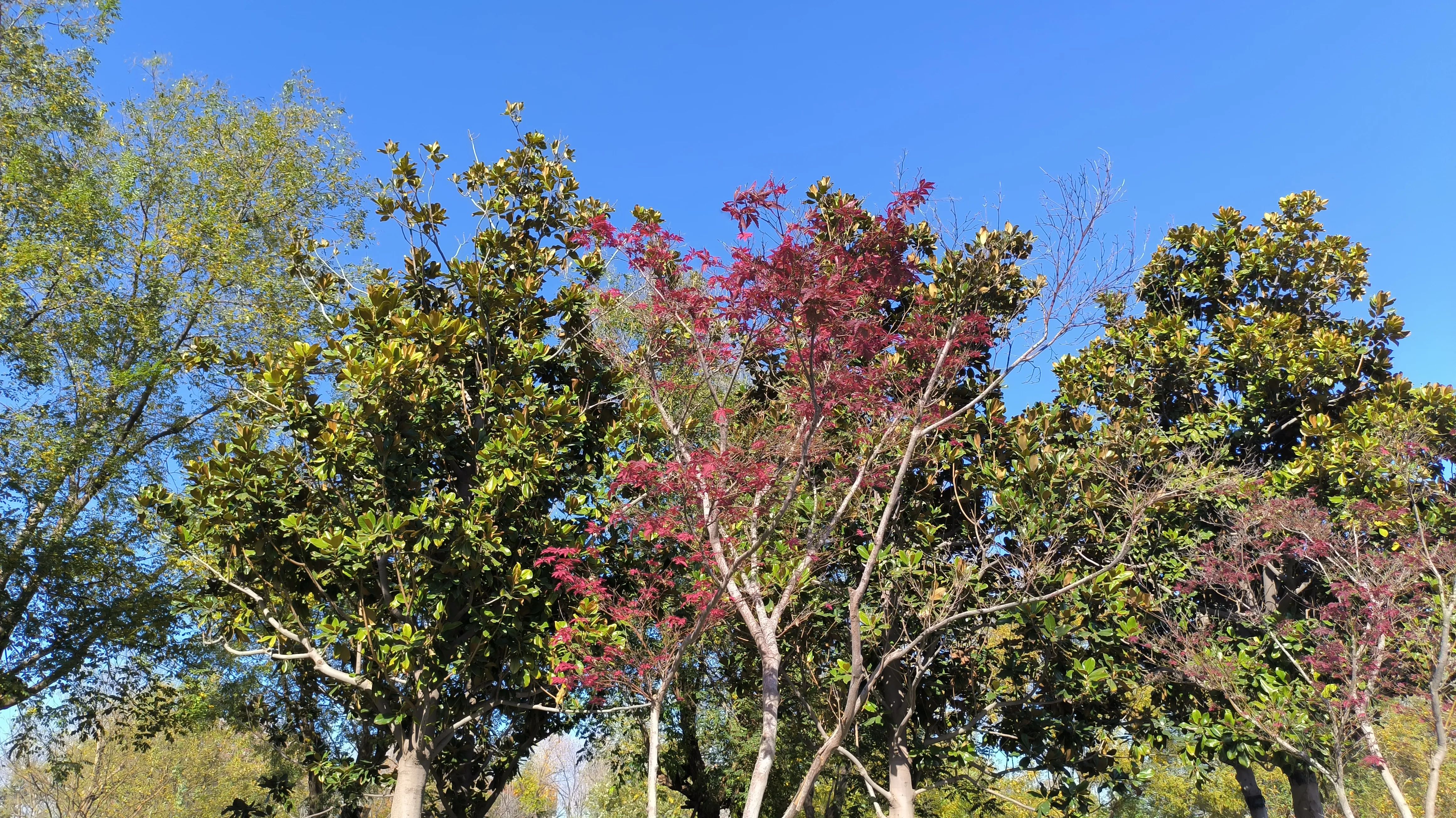 天气不错出门溜达，转到了天河公园，虽是初冬但天蓝蓝红红黄黄好美啊！