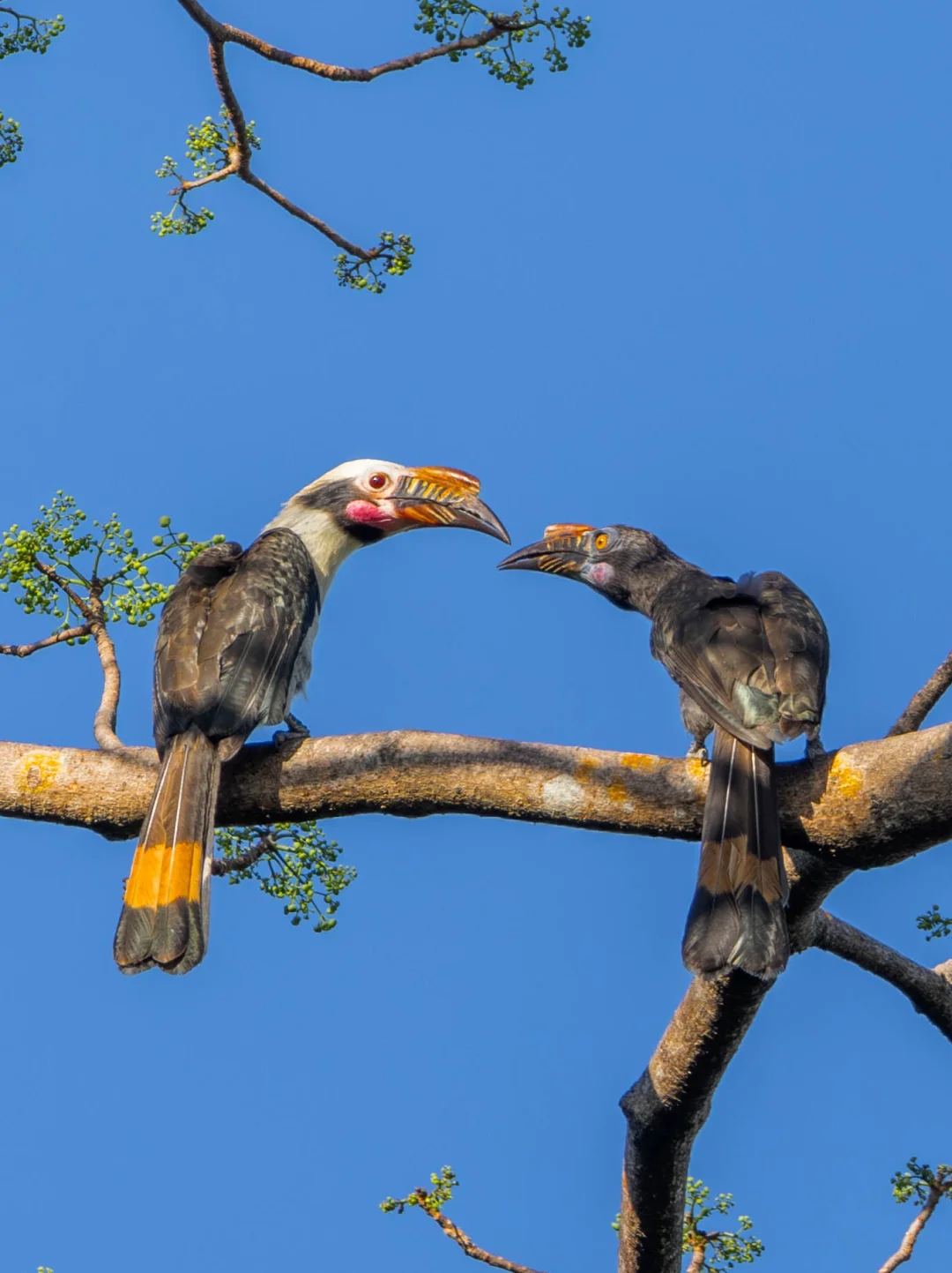 犀鸟之吻：吕宋岛限定的爱情见证