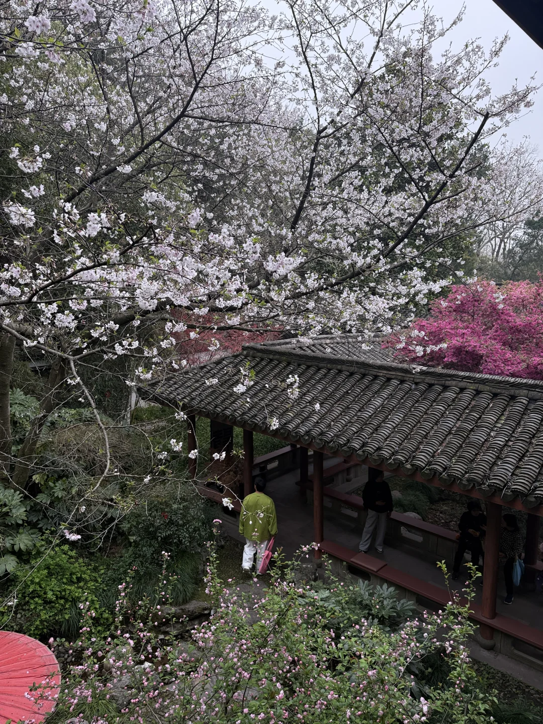 3.26实拍！玛瑙寺的樱花已经杀疯了！！！！