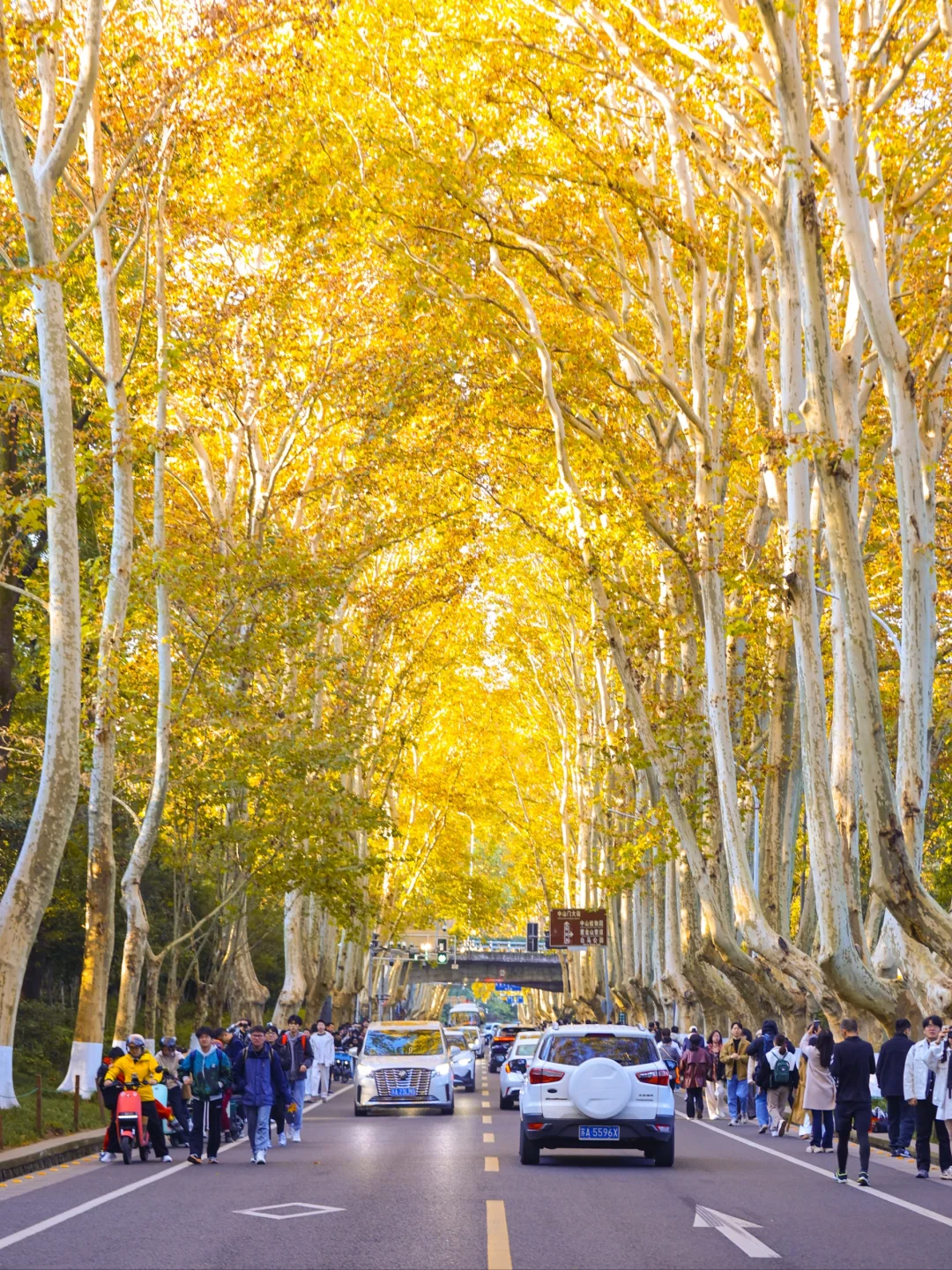 梧桐大道➕音乐台懒人攻略2.0！好玩不费腿