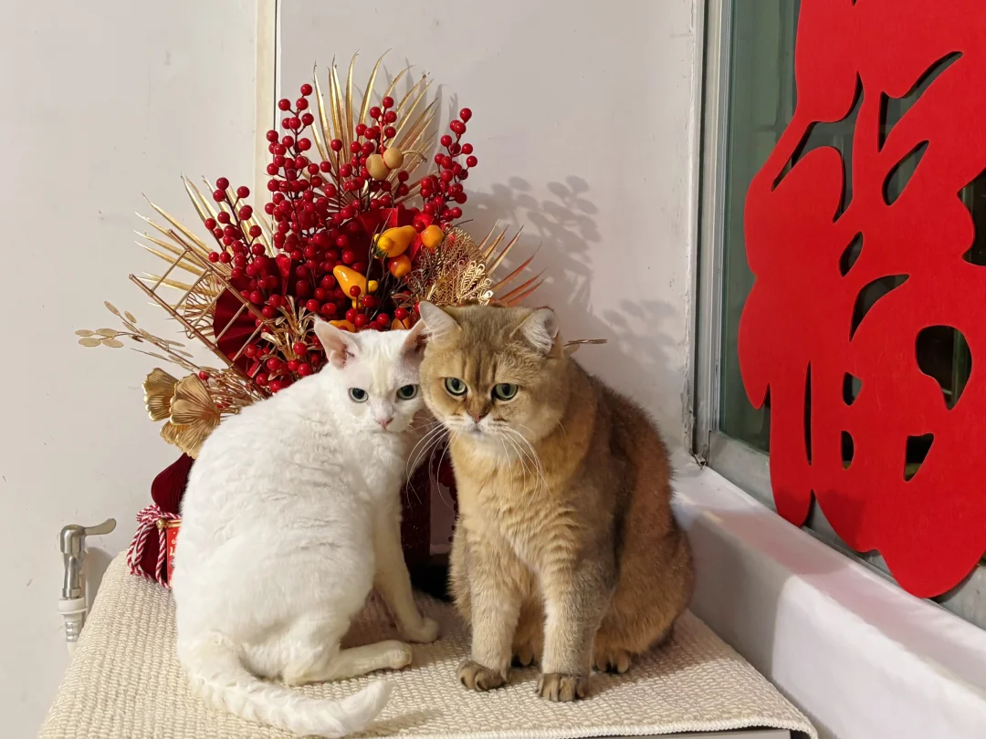 脸小就是好啊，看起来小鸟依人的