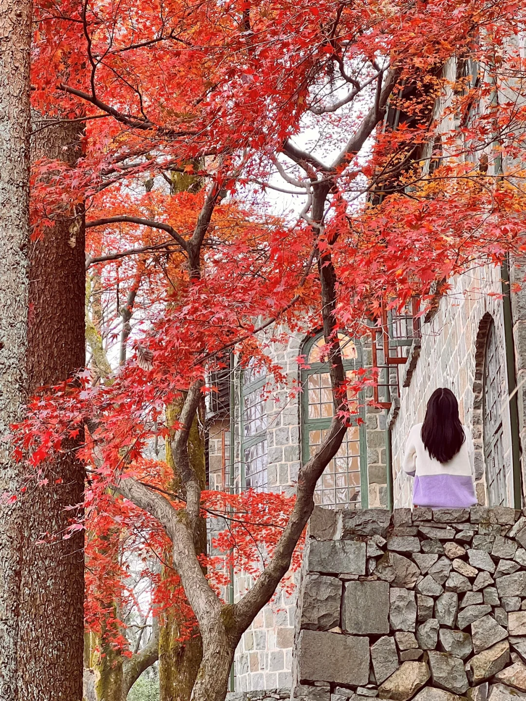 莫干山的百年枫叶红了🍁刘亦菲们快来看