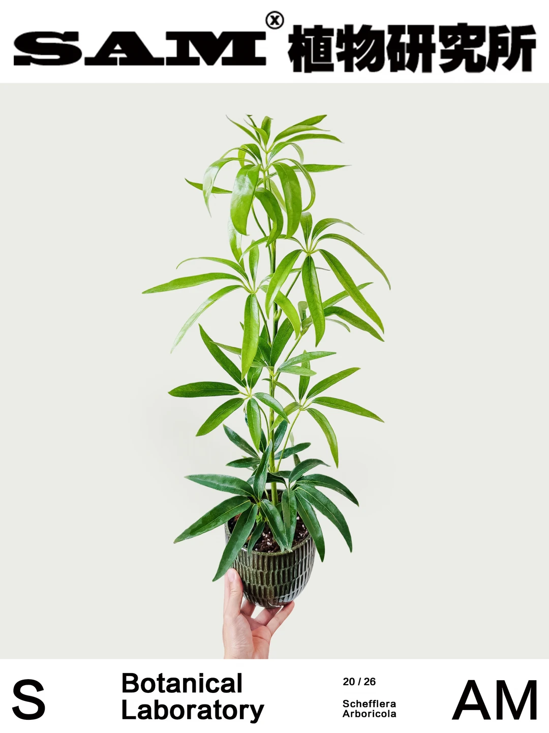 细叶鸭脚木｜Schefflera Arboricola ‘Hawaii